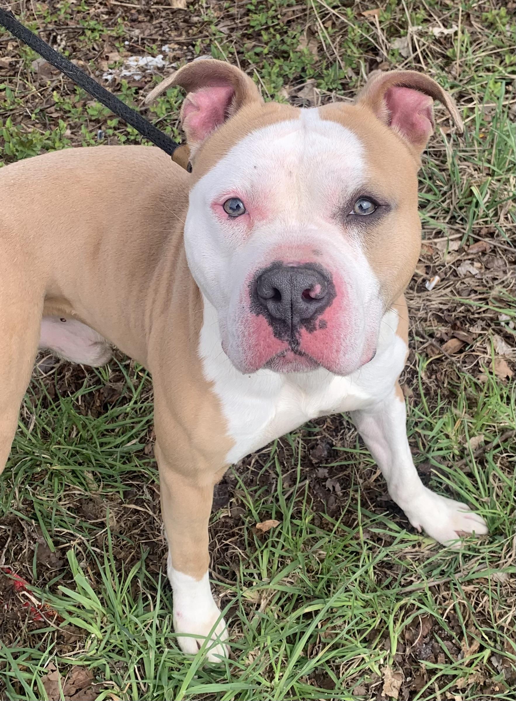 Enlarge Parry, a ADOPTABLE mixed breed in McKeesport, PA image 2/6