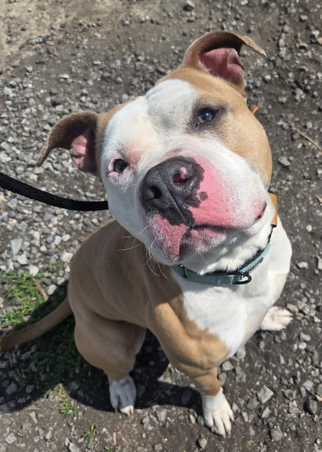 Enlarge Parry, a ADOPTABLE mixed breed in McKeesport, PA image 5/6