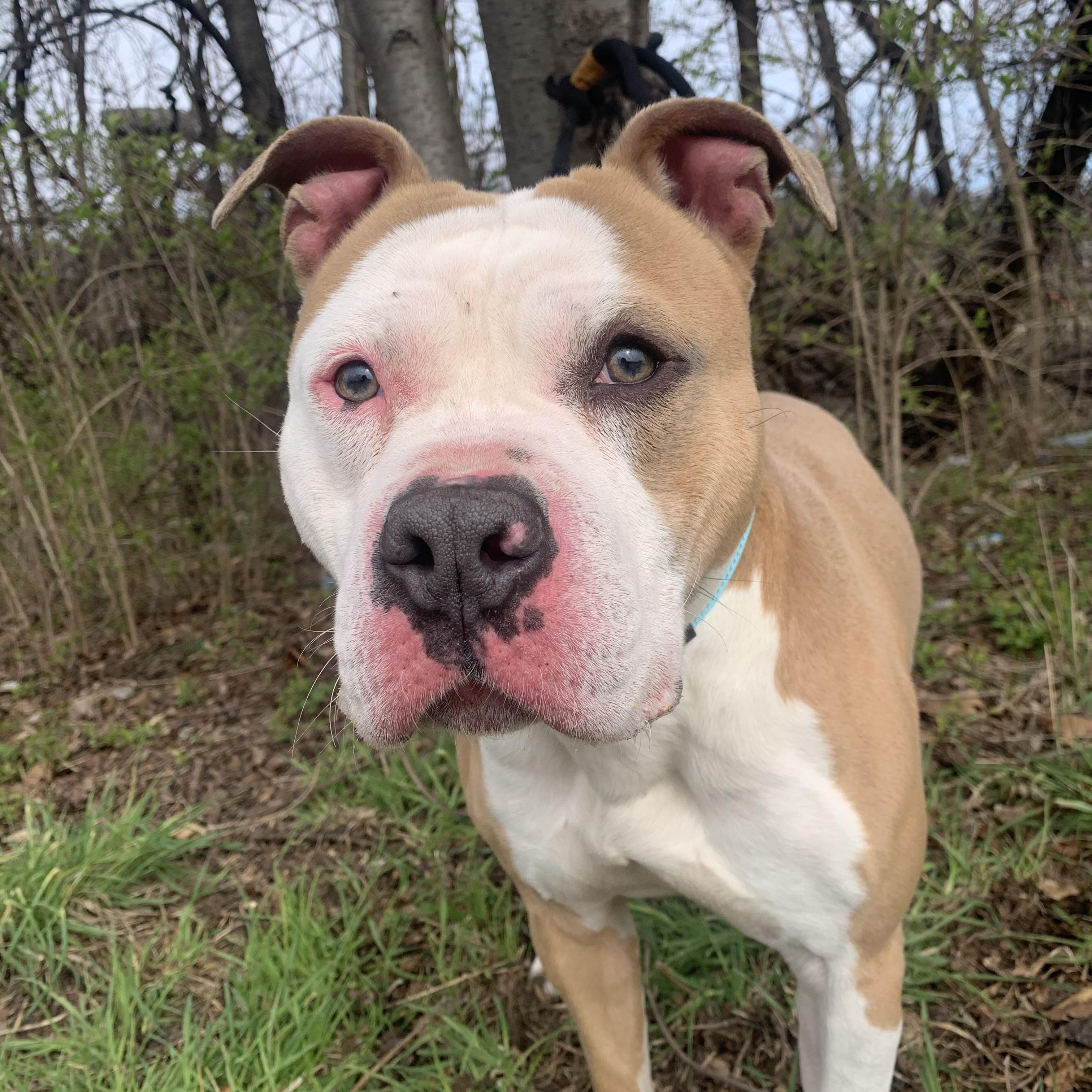 Enlarge Parry, a ADOPTABLE mixed breed in McKeesport, PA image 4/6