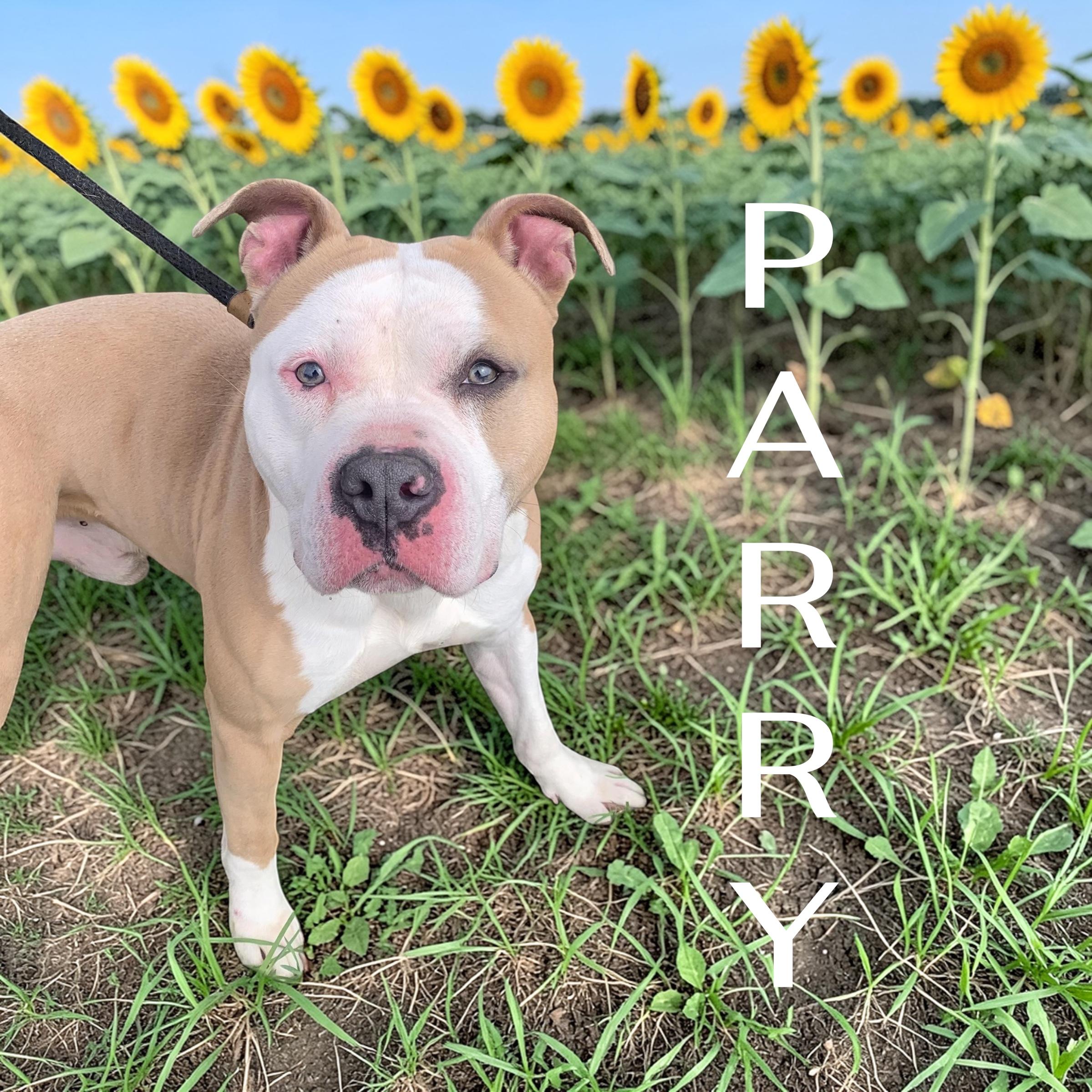 Enlarge Parry, a ADOPTABLE mixed breed in McKeesport, PA image 1/6