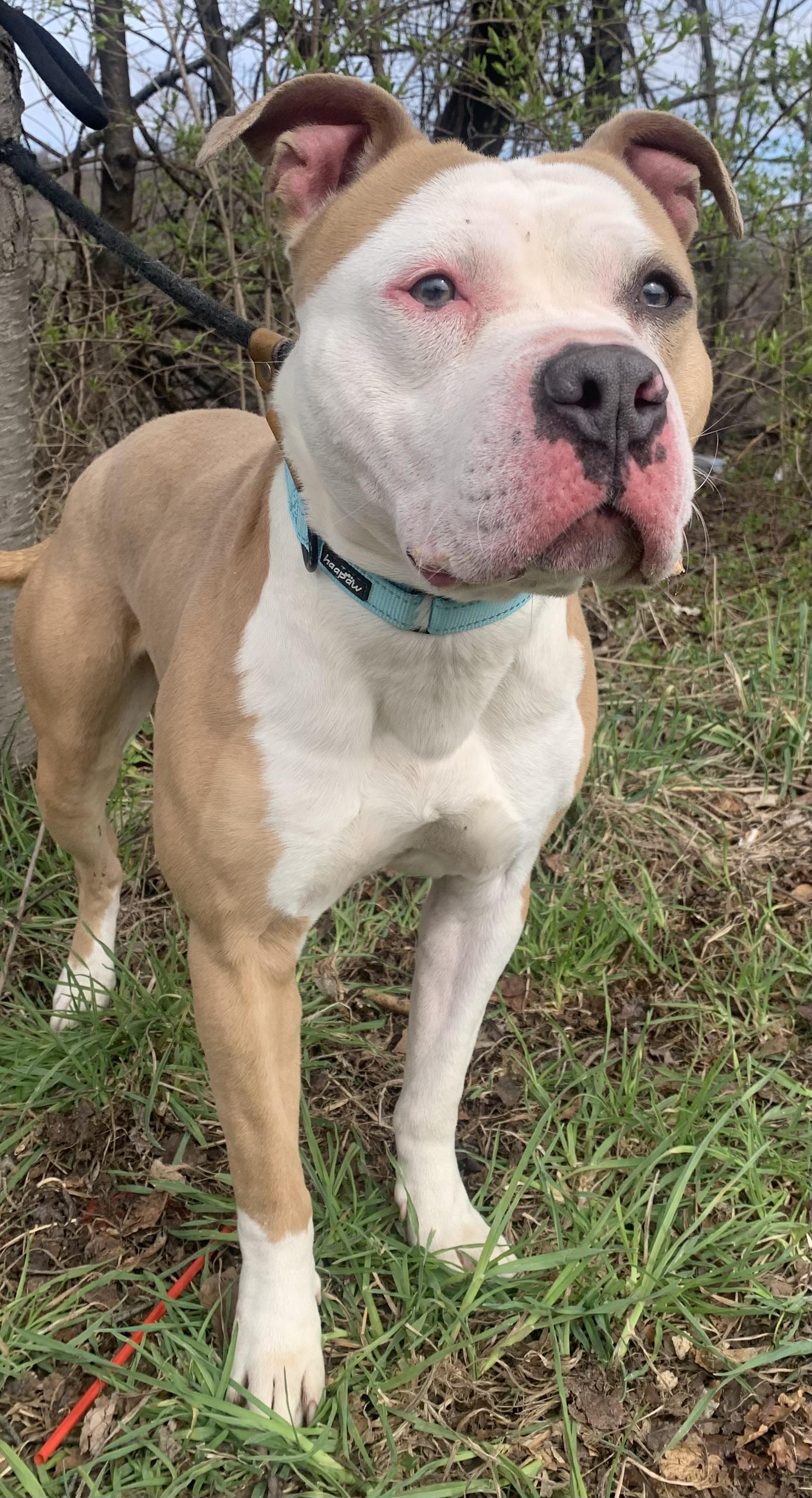 Enlarge Parry, a ADOPTABLE mixed breed in McKeesport, PA image 5/6
