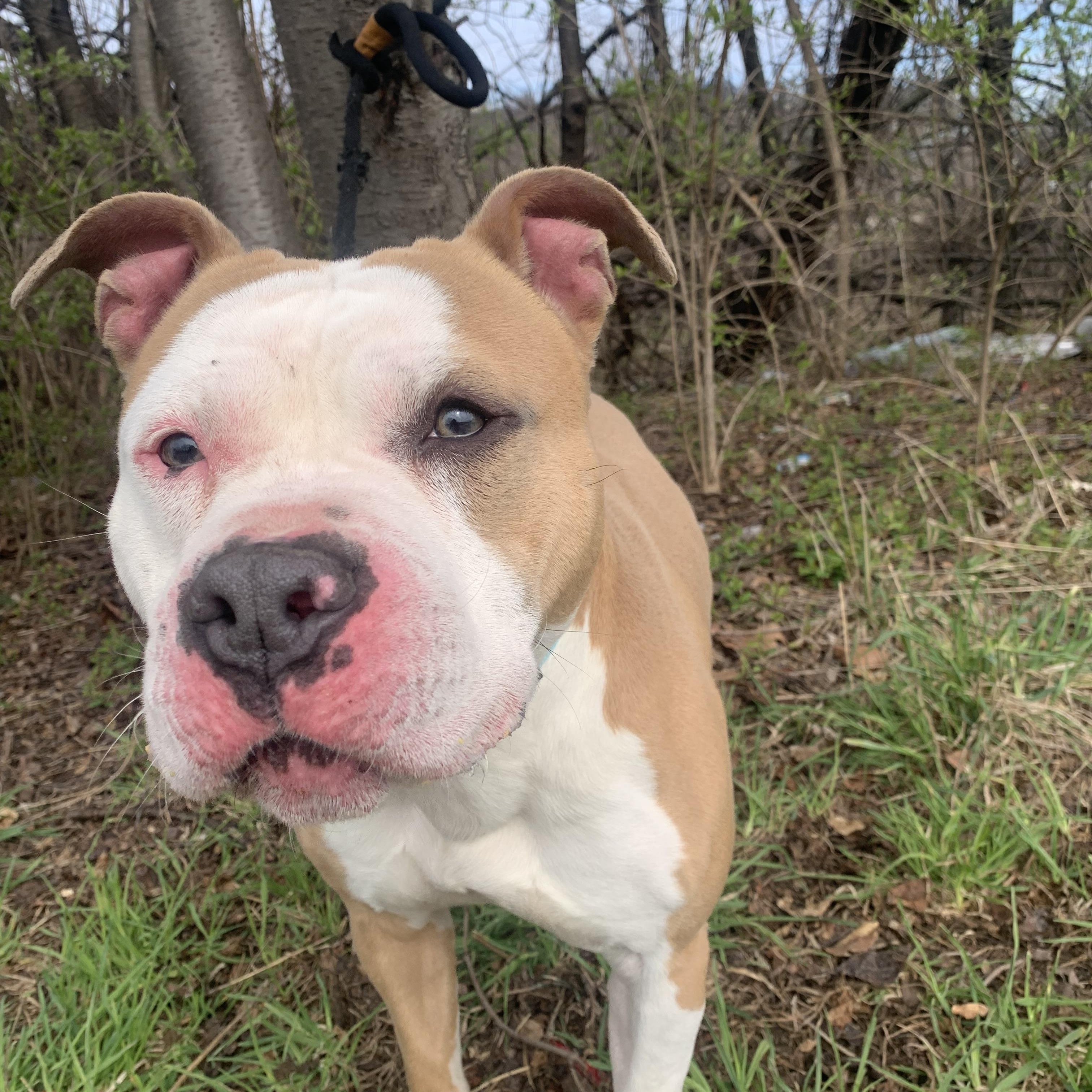 Enlarge Parry, a ADOPTABLE mixed breed in McKeesport, PA image 6/6