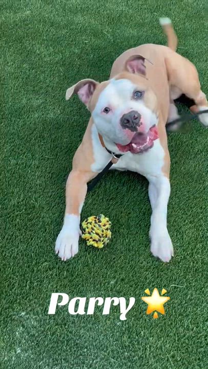 Enlarge Parry, a ADOPTABLE mixed breed in McKeesport, PA video 6/6