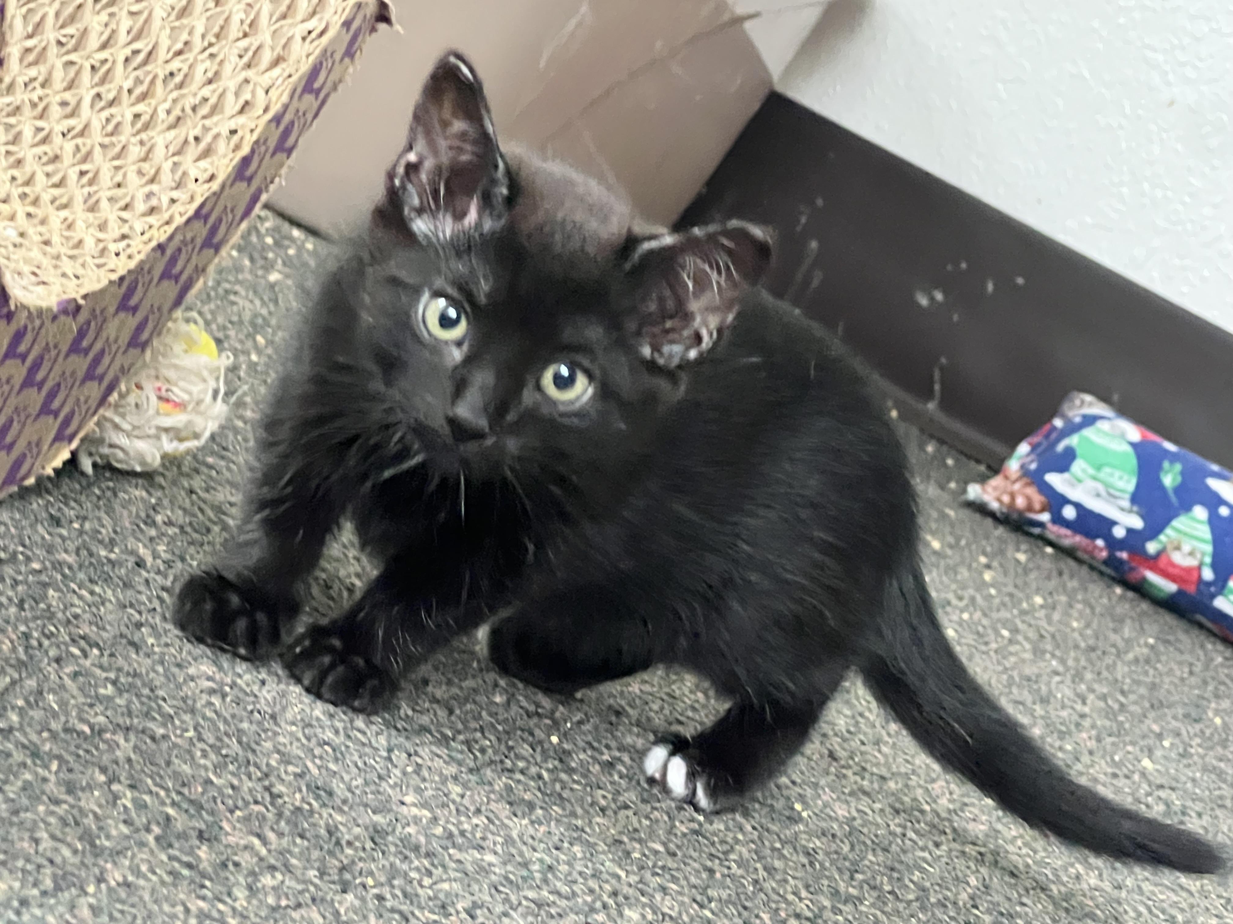 Enlarge Pepper, a Adoptable mixed breed in Anchorage, AK image 1/7