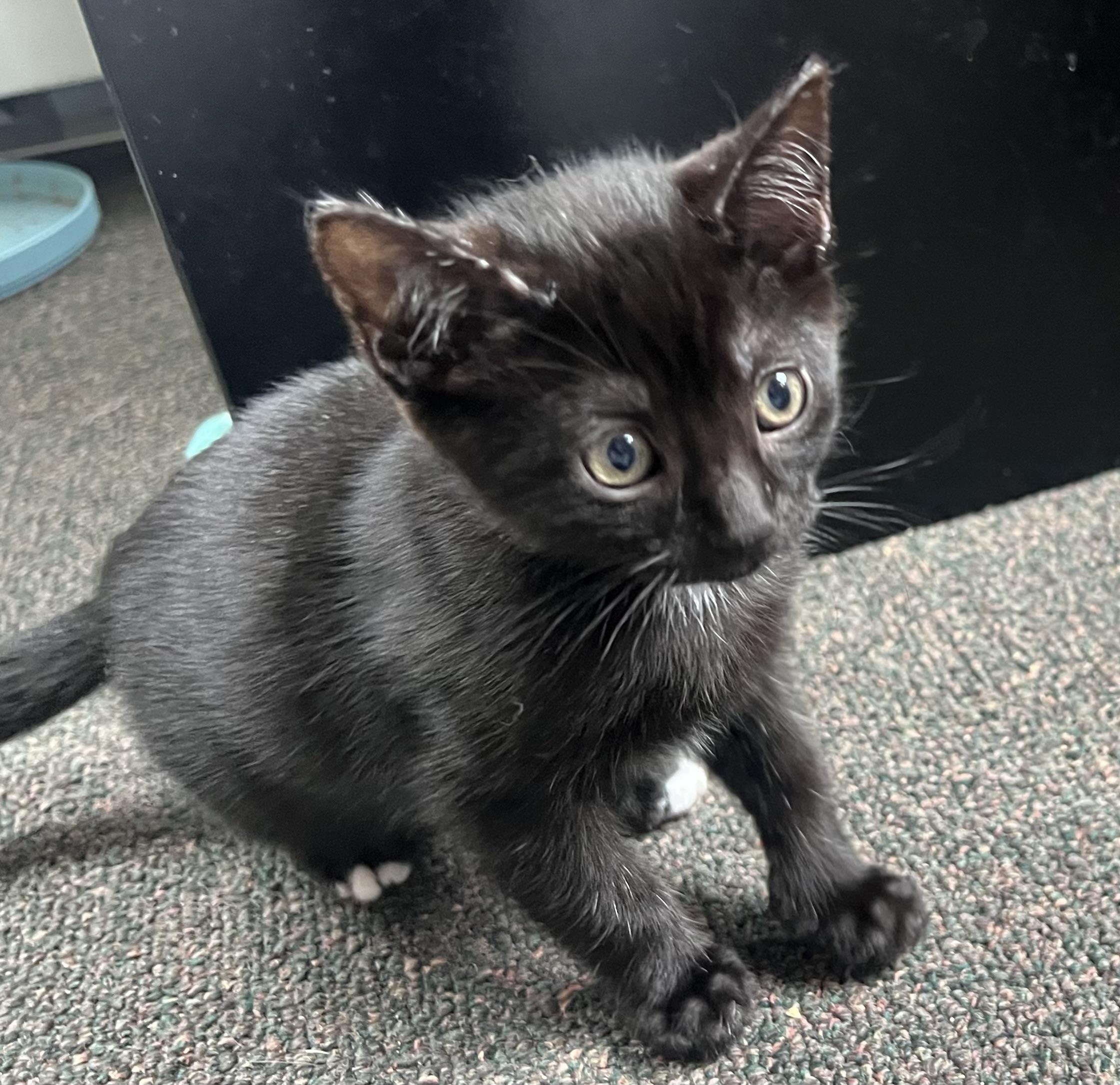Pepper, an adoptable Domestic Short Hair in Anchorage, AK, 99518 | Photo Image 3