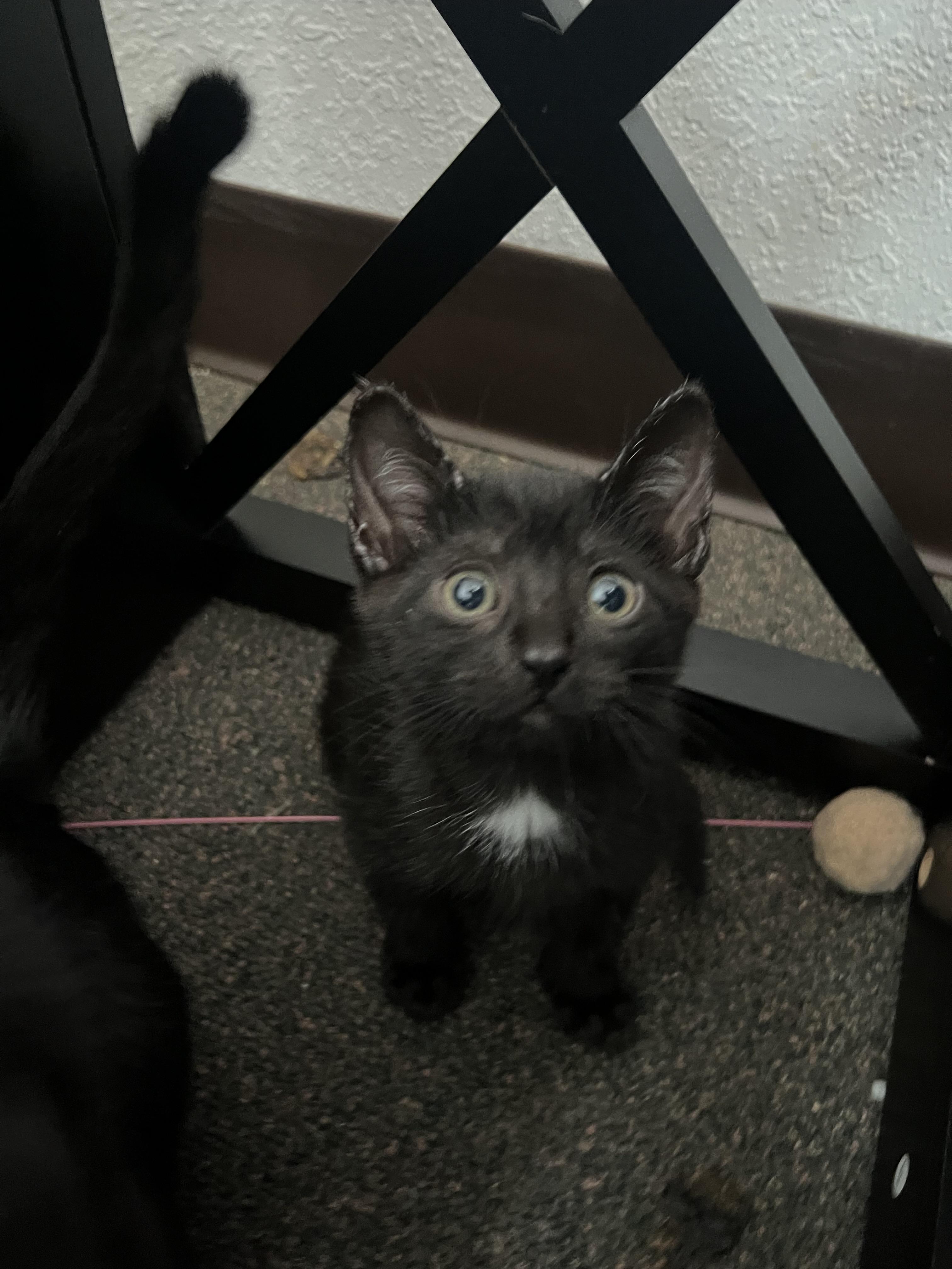 Enlarge Pepper, a Adoptable mixed breed in Anchorage, AK image 3/7