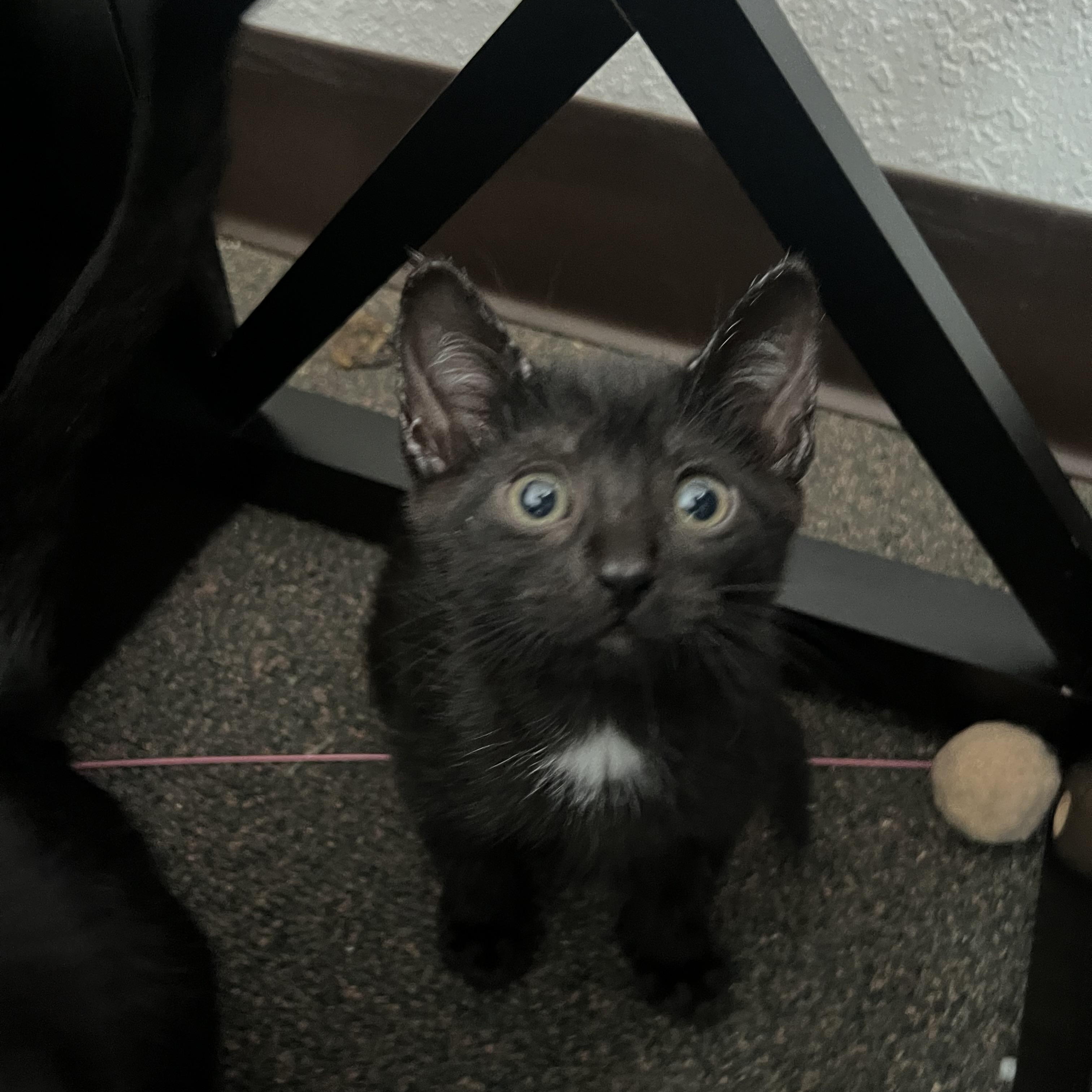 Pepper, an adoptable Domestic Short Hair in Anchorage, AK, 99518 | Photo Image 1