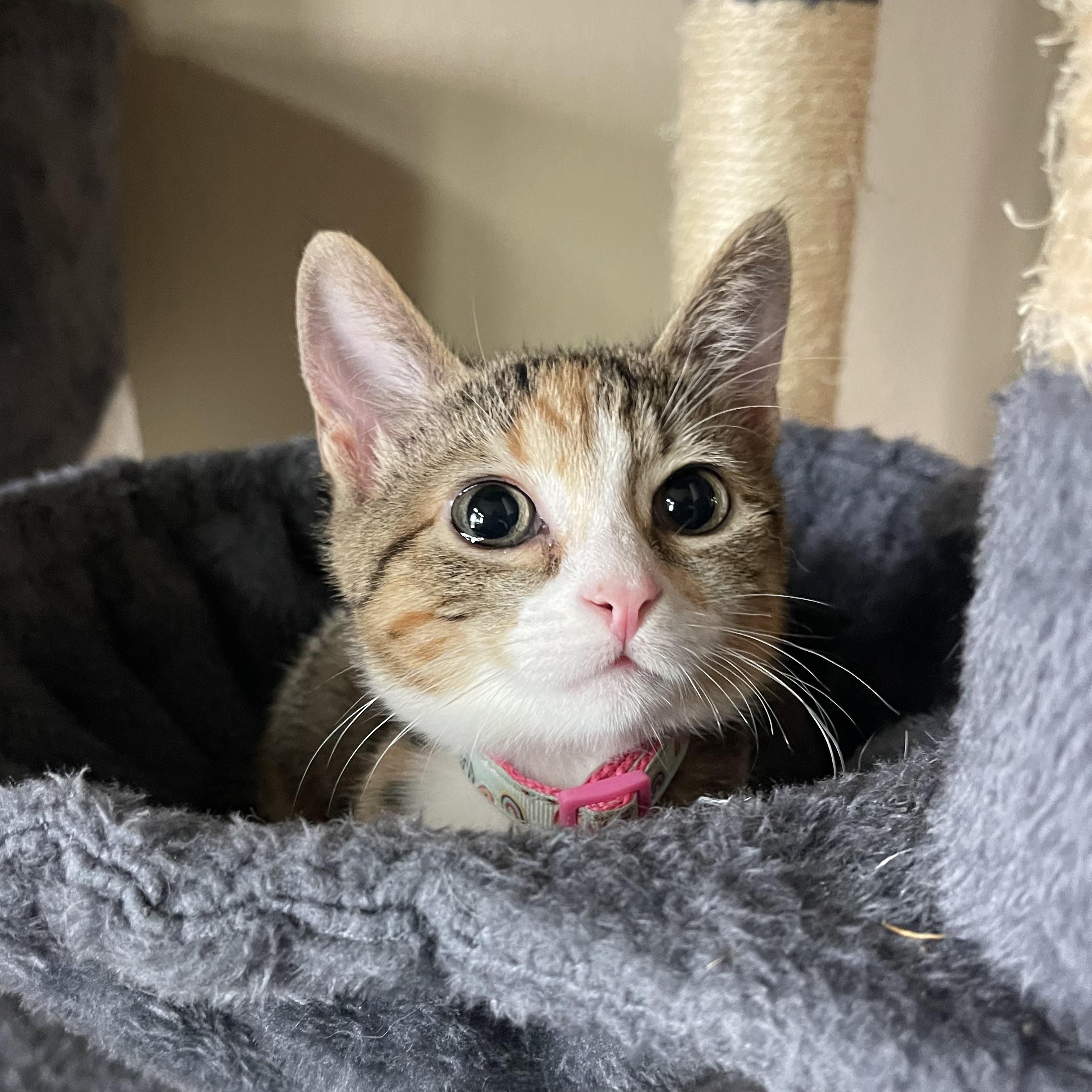 Copy, ADOPTABLE, Young Female Domestic Short Hair.