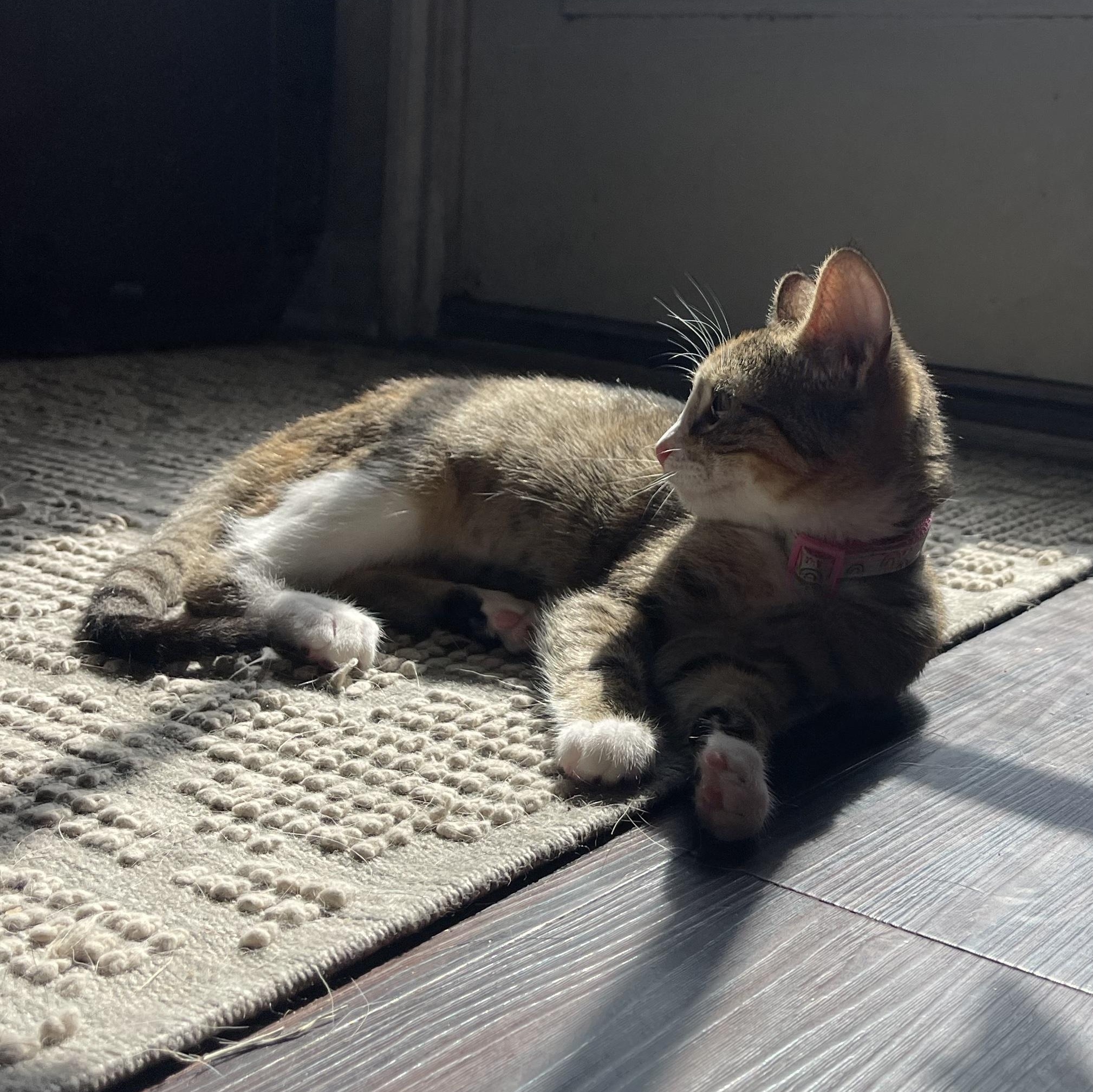 Copy, a ADOPTABLE Domestic Short Hair in Bryan, TX image 3/6
