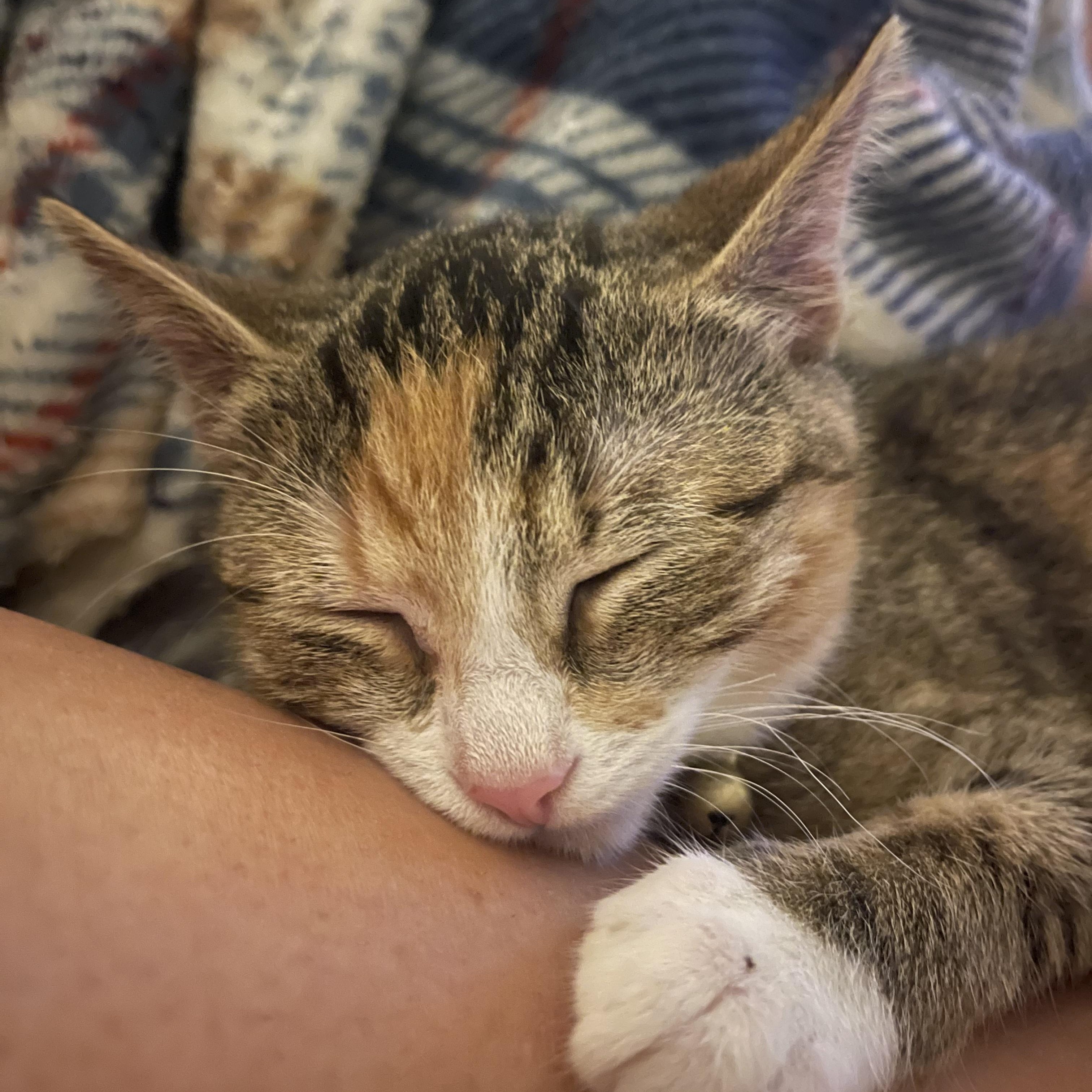 Copy, a ADOPTABLE Domestic Short Hair in Bryan, TX image 6/6