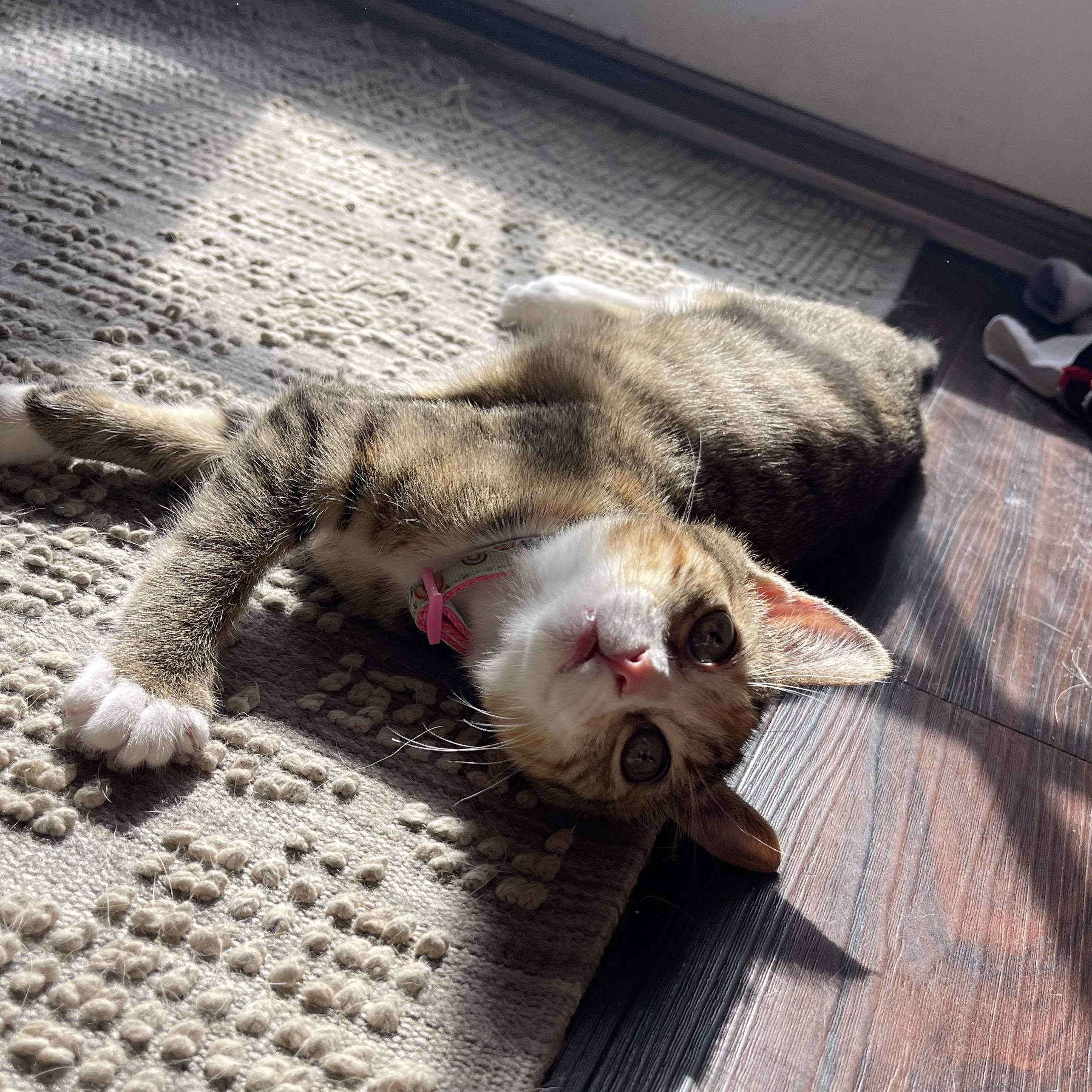 Copy, a ADOPTABLE Domestic Short Hair in Bryan, TX image 5/6