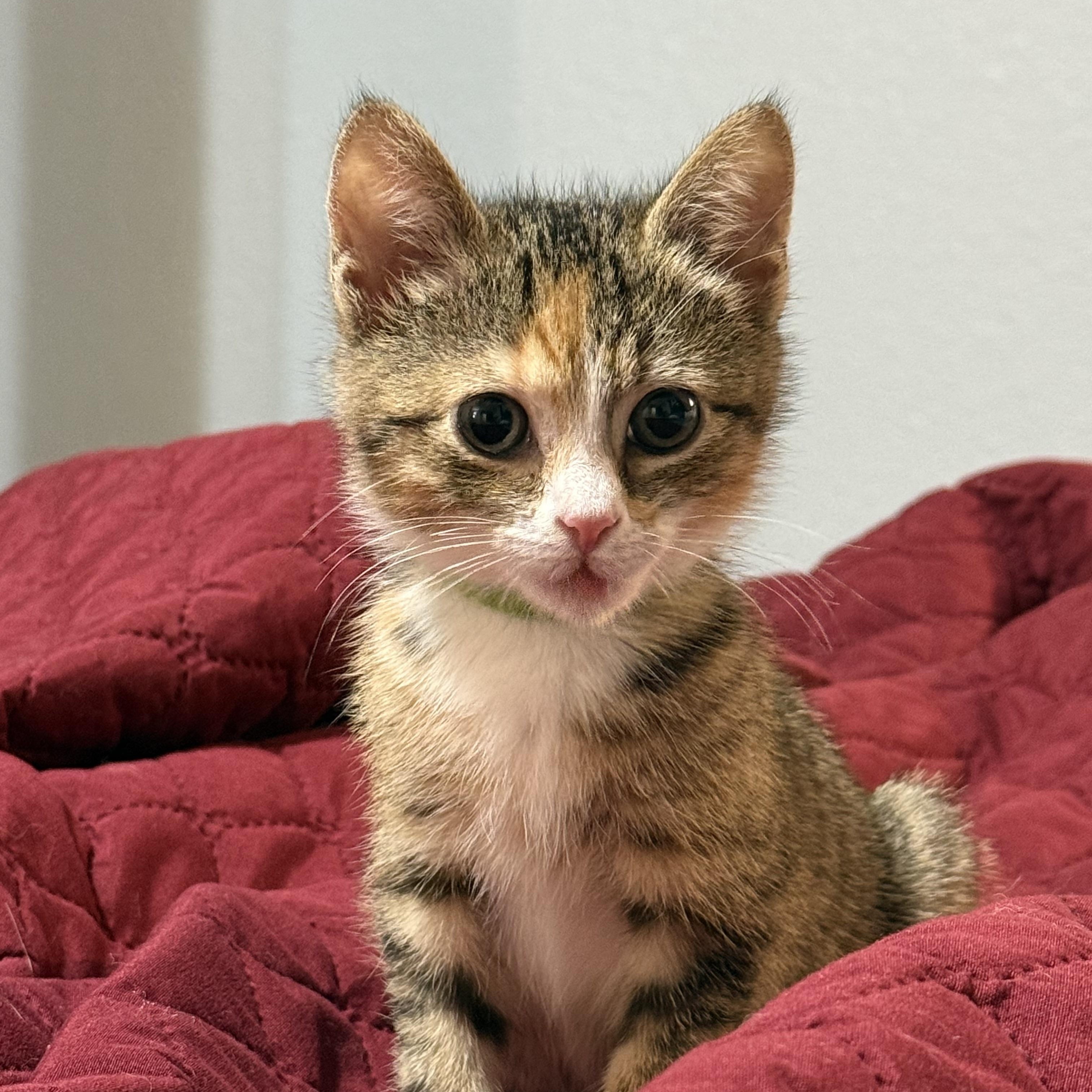 Enlarge Copy, a ADOPTABLE Domestic Short Hair in Bryan, TX image 6/6