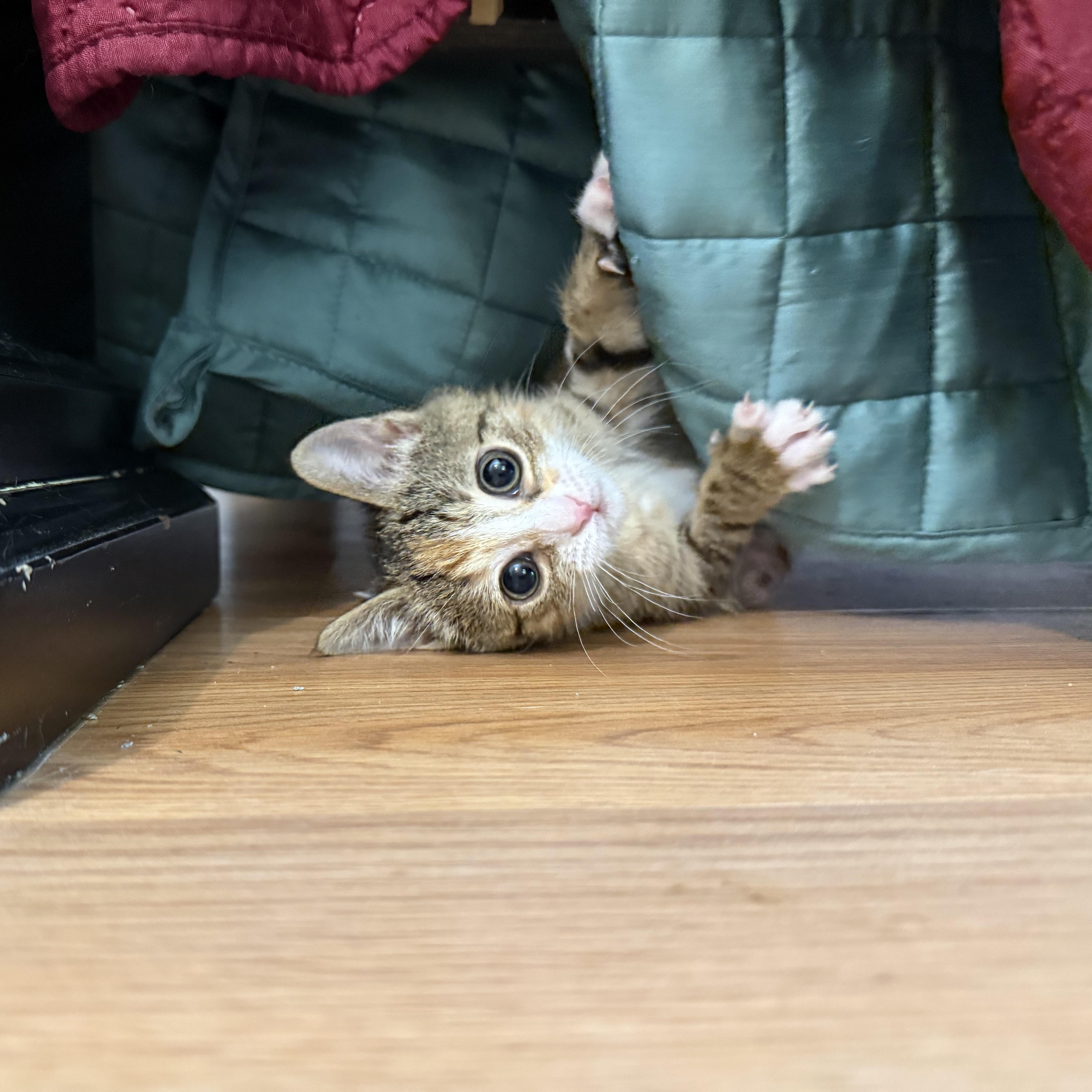 Enlarge Copy, a ADOPTABLE Domestic Short Hair in Bryan, TX image 1/6