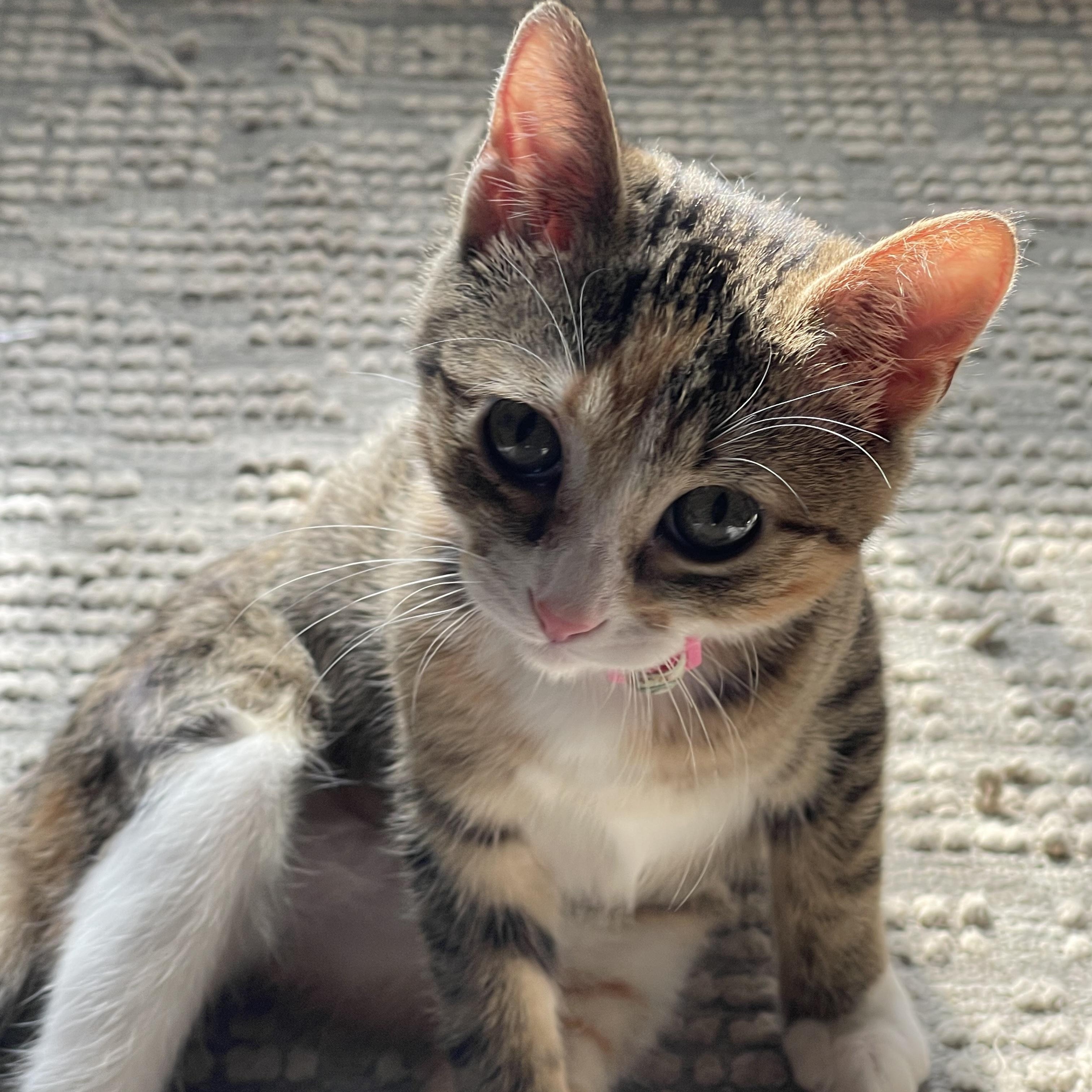 Copy, a ADOPTABLE Domestic Short Hair in Bryan, TX image 4/6