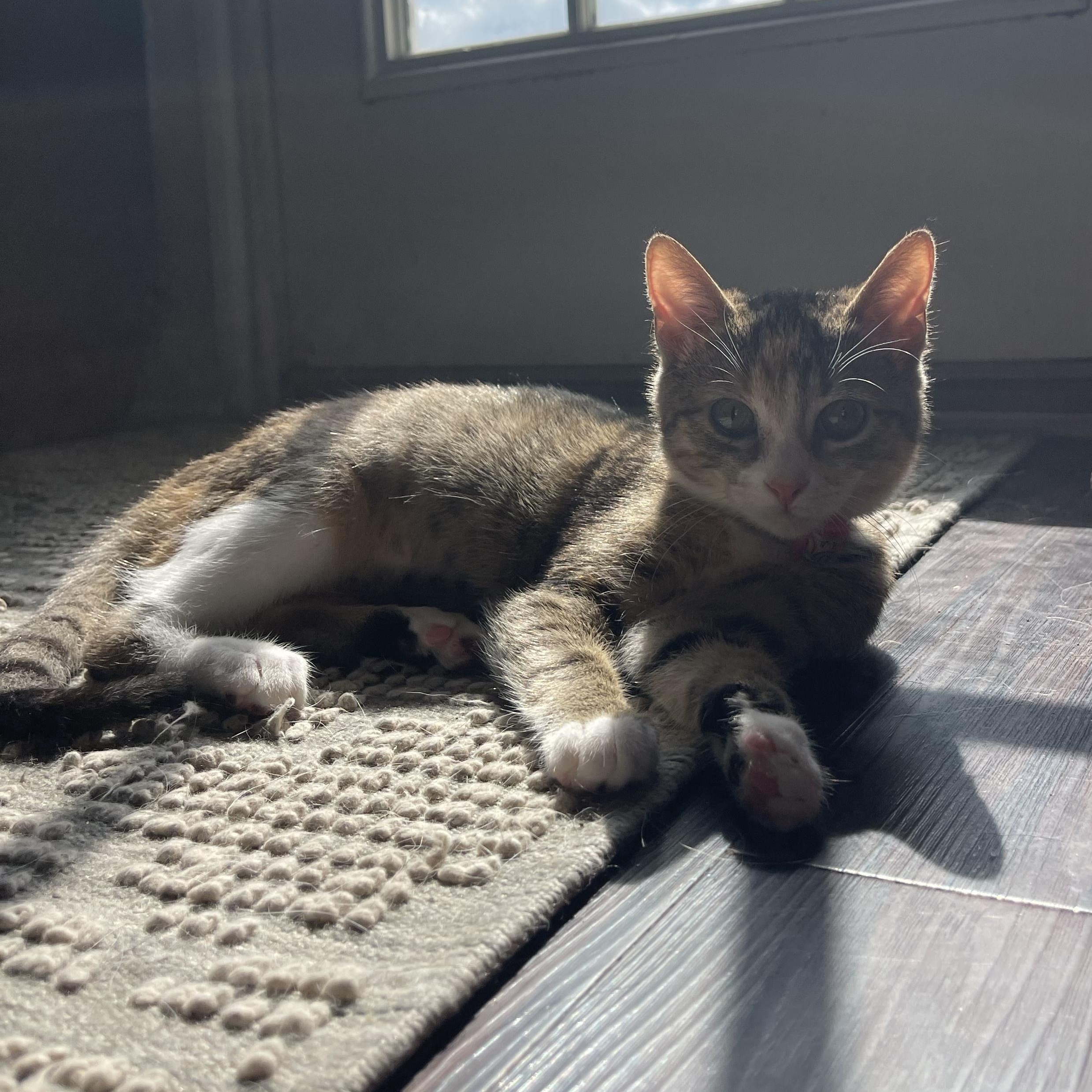 Copy, a ADOPTABLE Domestic Short Hair in Bryan, TX image 2/6