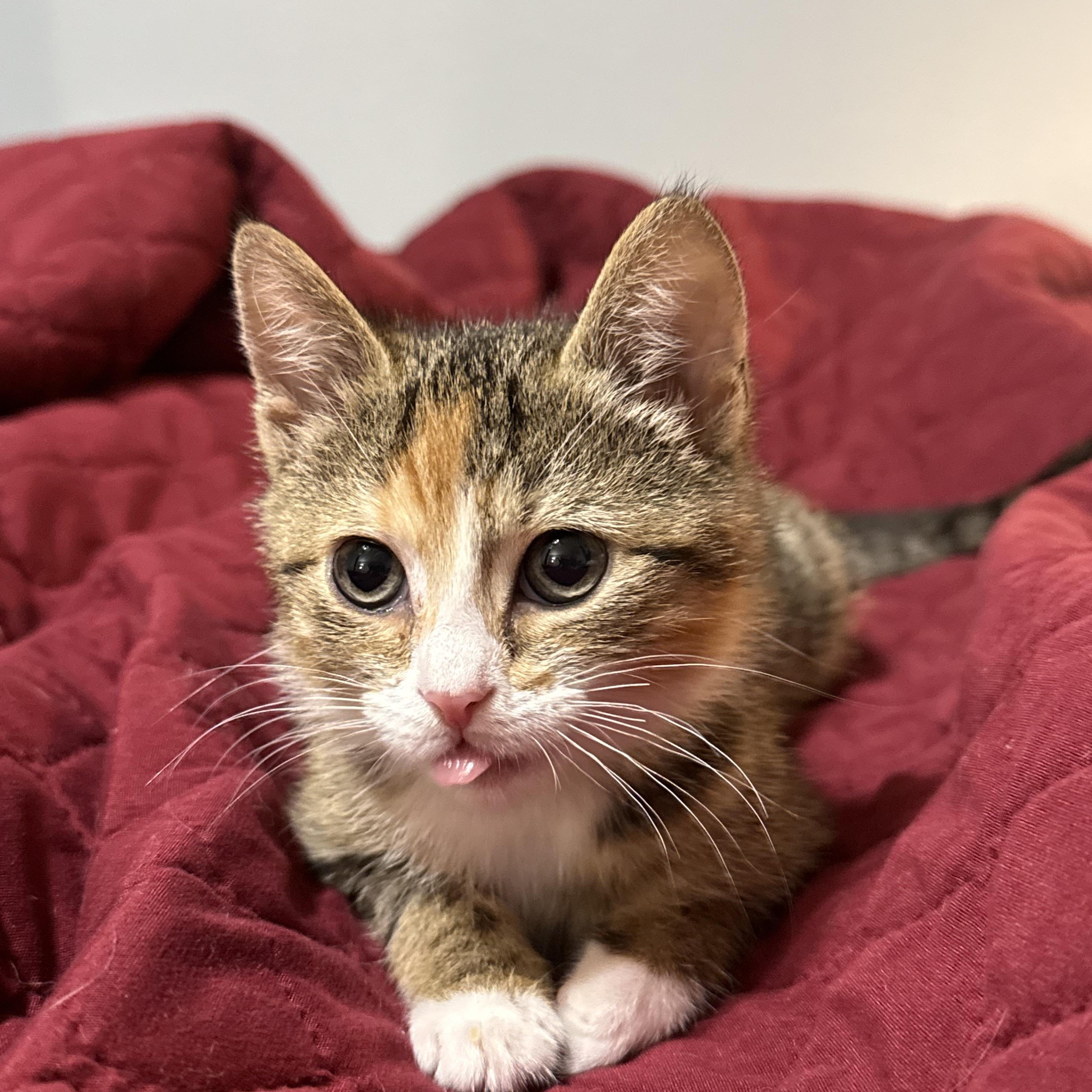 Enlarge Copy, a ADOPTABLE Domestic Short Hair in Bryan, TX image 2/6