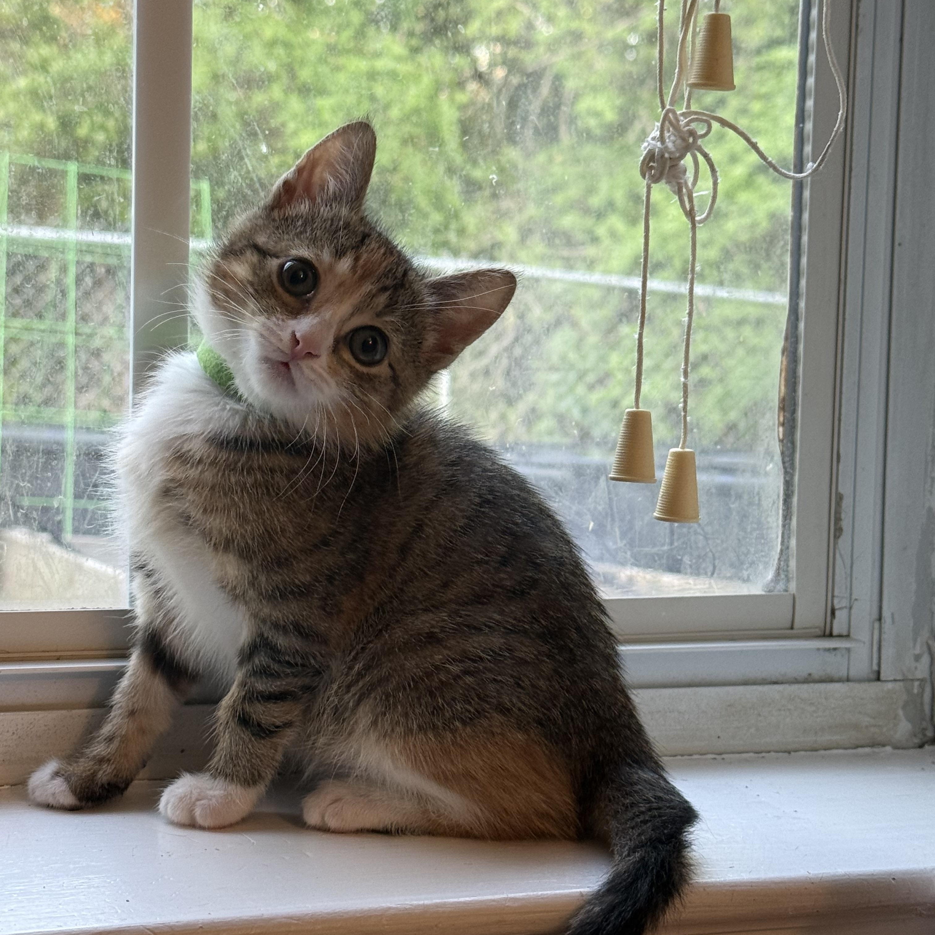 Enlarge Copy, a ADOPTABLE Domestic Short Hair in Bryan, TX image 5/6