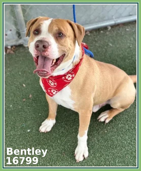 Enlarge BENTLEY (see also BEAMER and BENZ), a ADOPTABLE mixed breed in Marietta, GA image 1/5