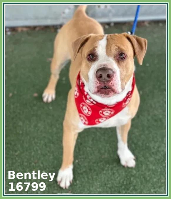 Enlarge BENTLEY (see also BEAMER and BENZ), a ADOPTABLE mixed breed in Marietta, GA image 4/5