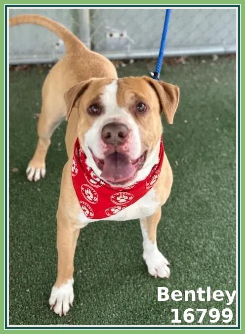 Enlarge BENTLEY (see also BEAMER and BENZ), a ADOPTABLE mixed breed in Marietta, GA image 3/5