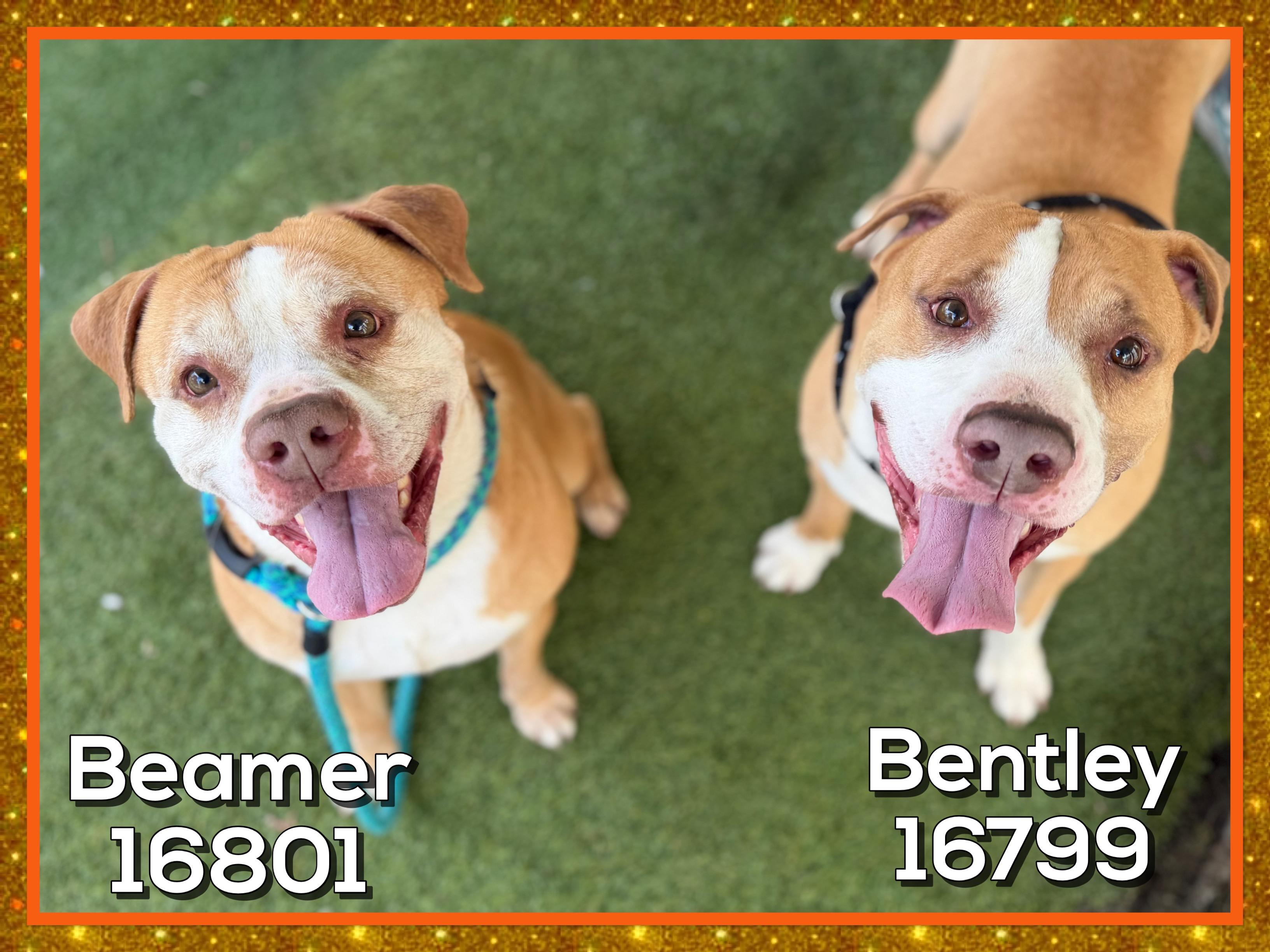Enlarge BENTLEY (see also BEAMER and BENZ), a ADOPTABLE mixed breed in Marietta, GA image 5/5