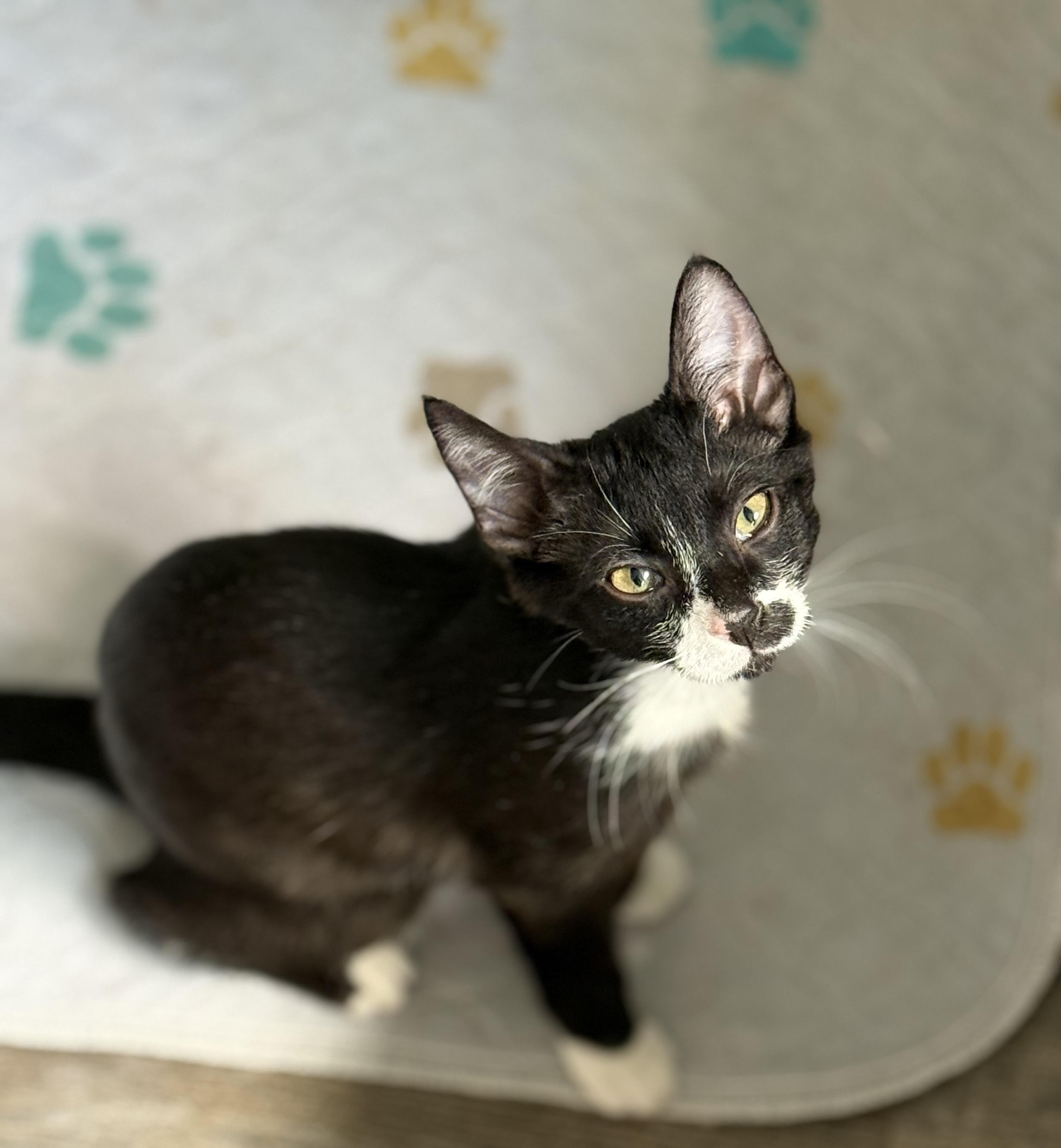 Enlarge Norah, an adopted Domestic Short Hair in Johnson City, TN image 3/3
