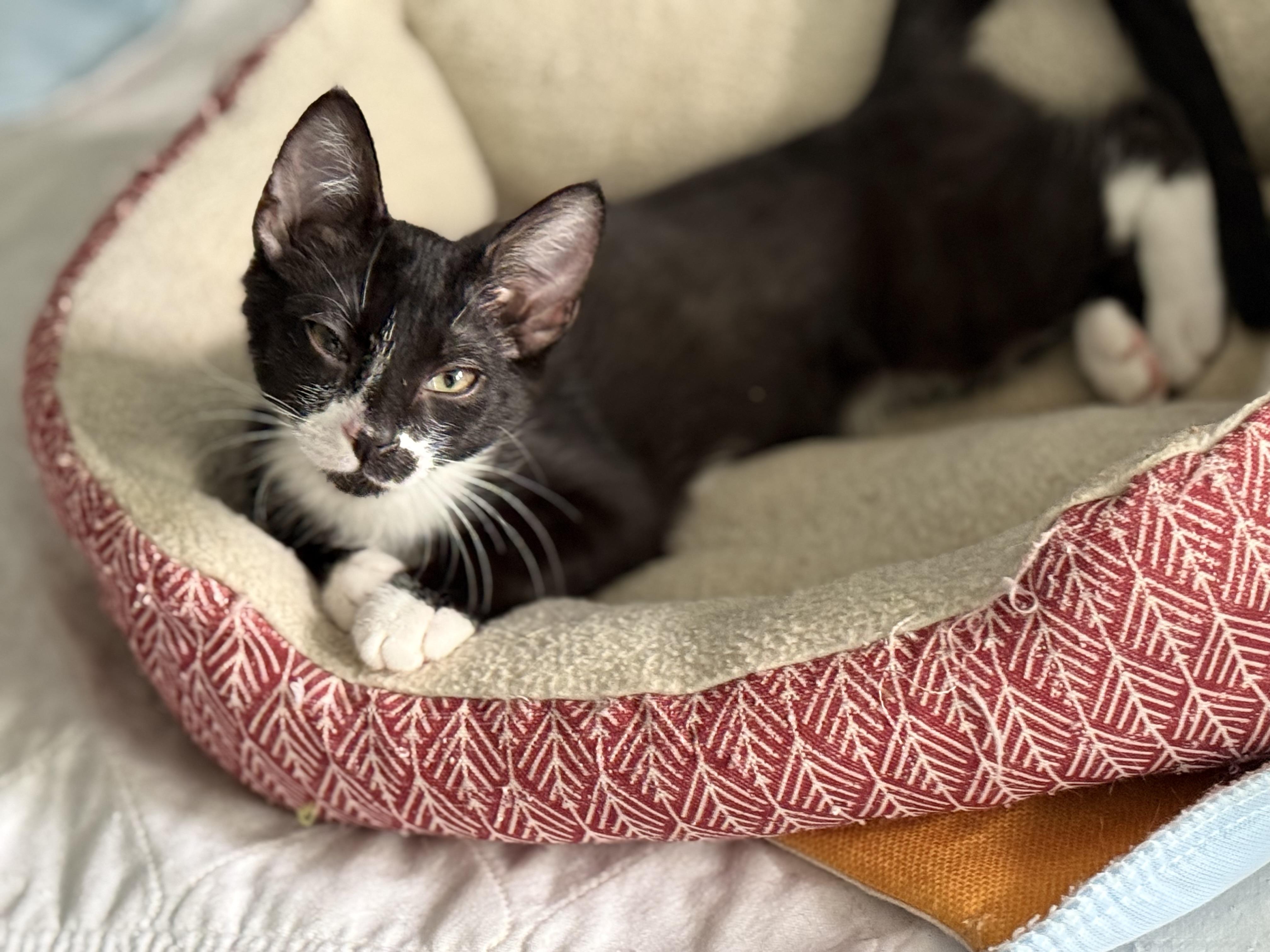 Enlarge Norah, an adopted Domestic Short Hair in Johnson City, TN image 2/3