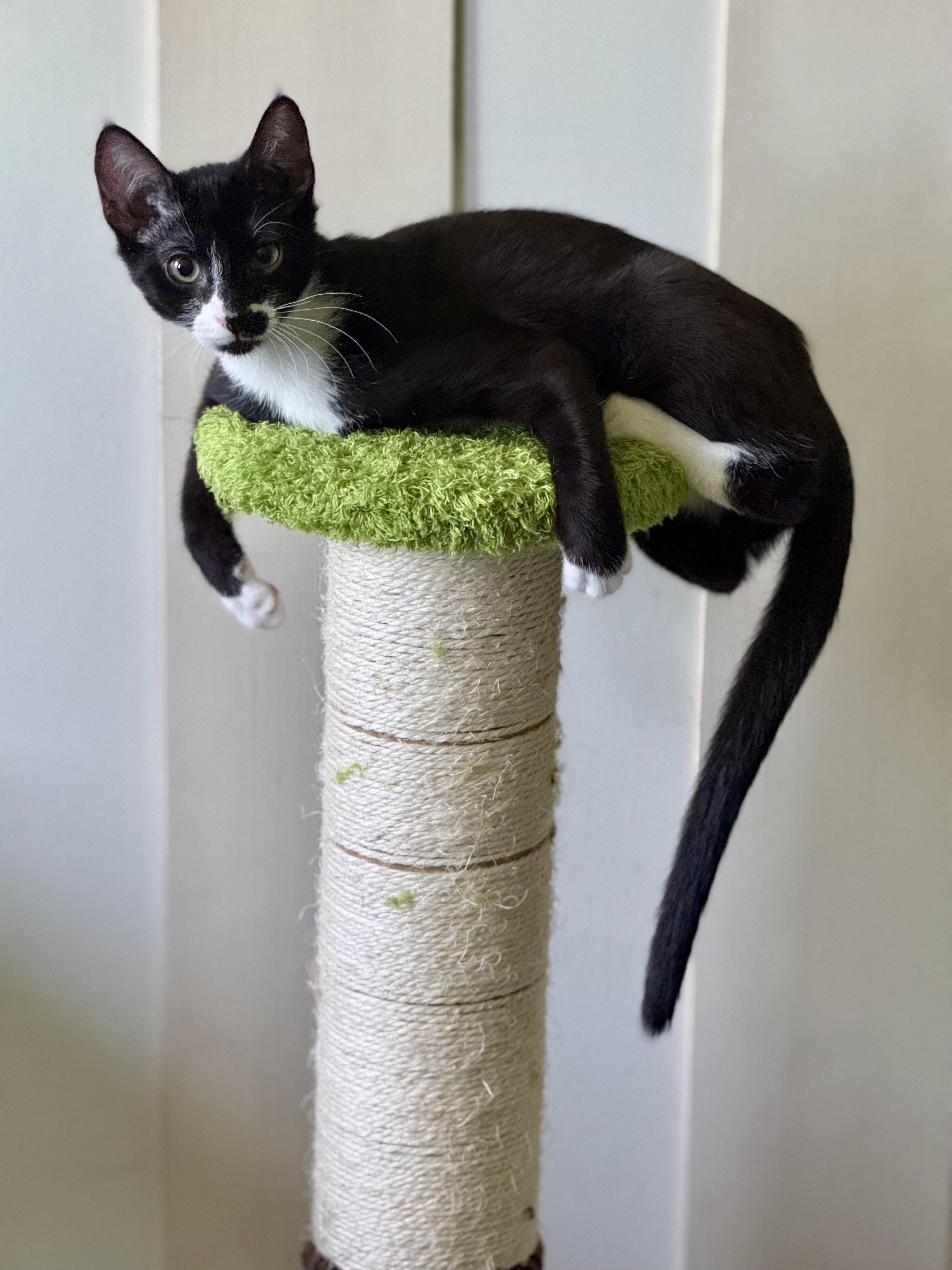 Norah, adopted, Kitten Female Domestic Short Hair.