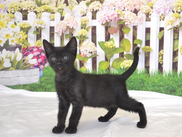 STAPLETON, Adoptable, Kitten Male Domestic Short Hair & Domestic Short Hair.