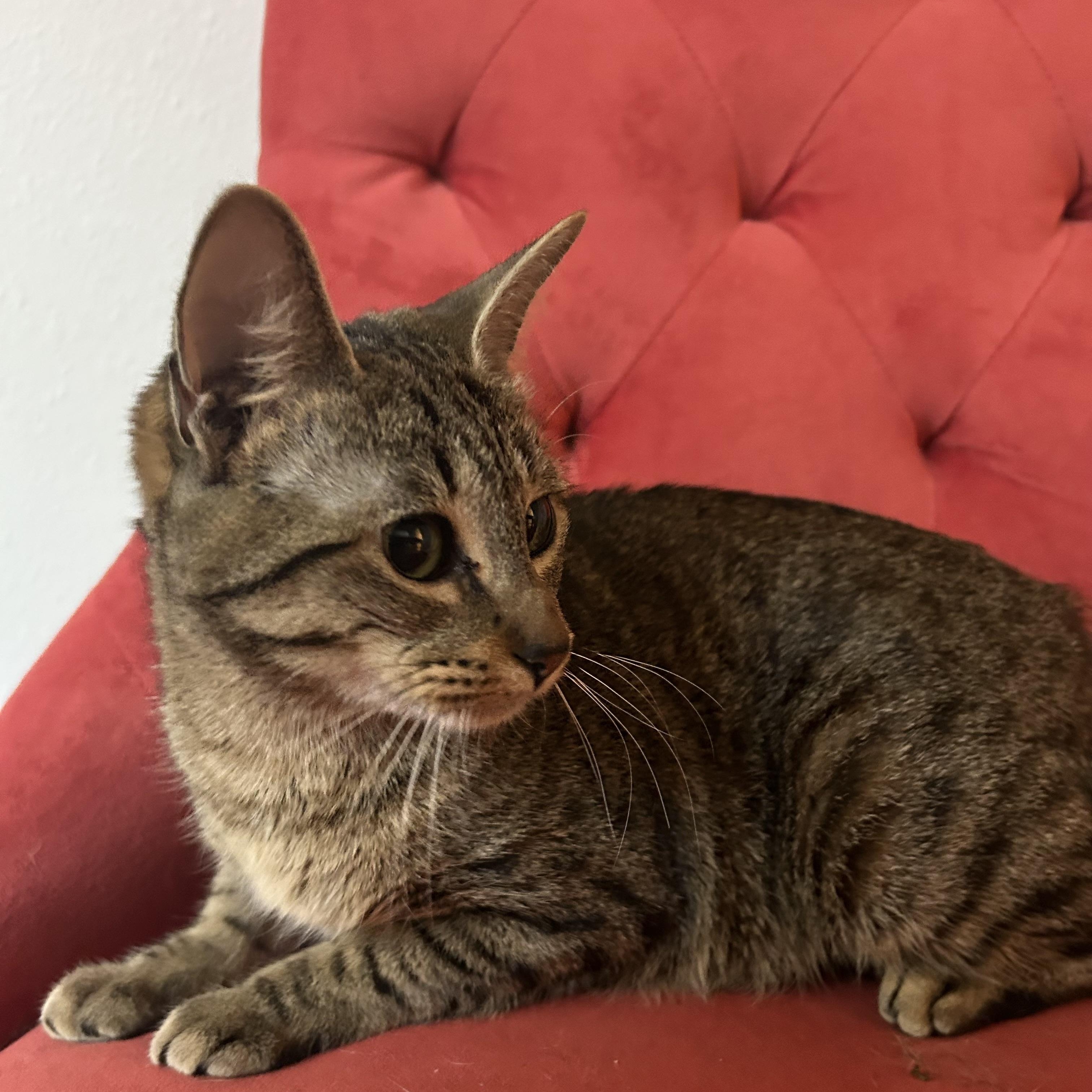 Enlarge Maira, a Adoptable mixed breed in Albany, NY image 4/6