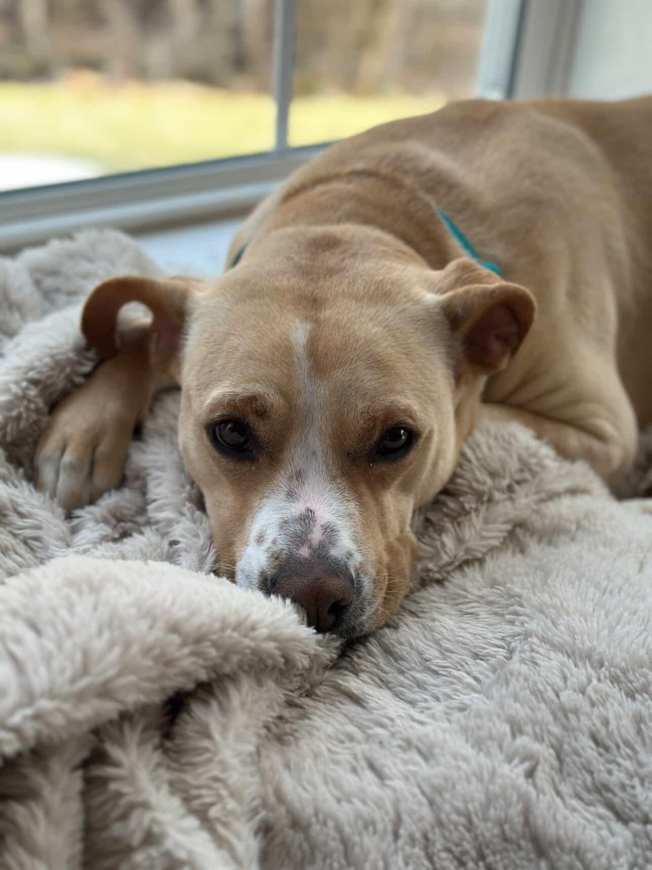 Enlarge Katie, a ADOPTABLE American Staffordshire Terrier in Salem, NH image 2/5