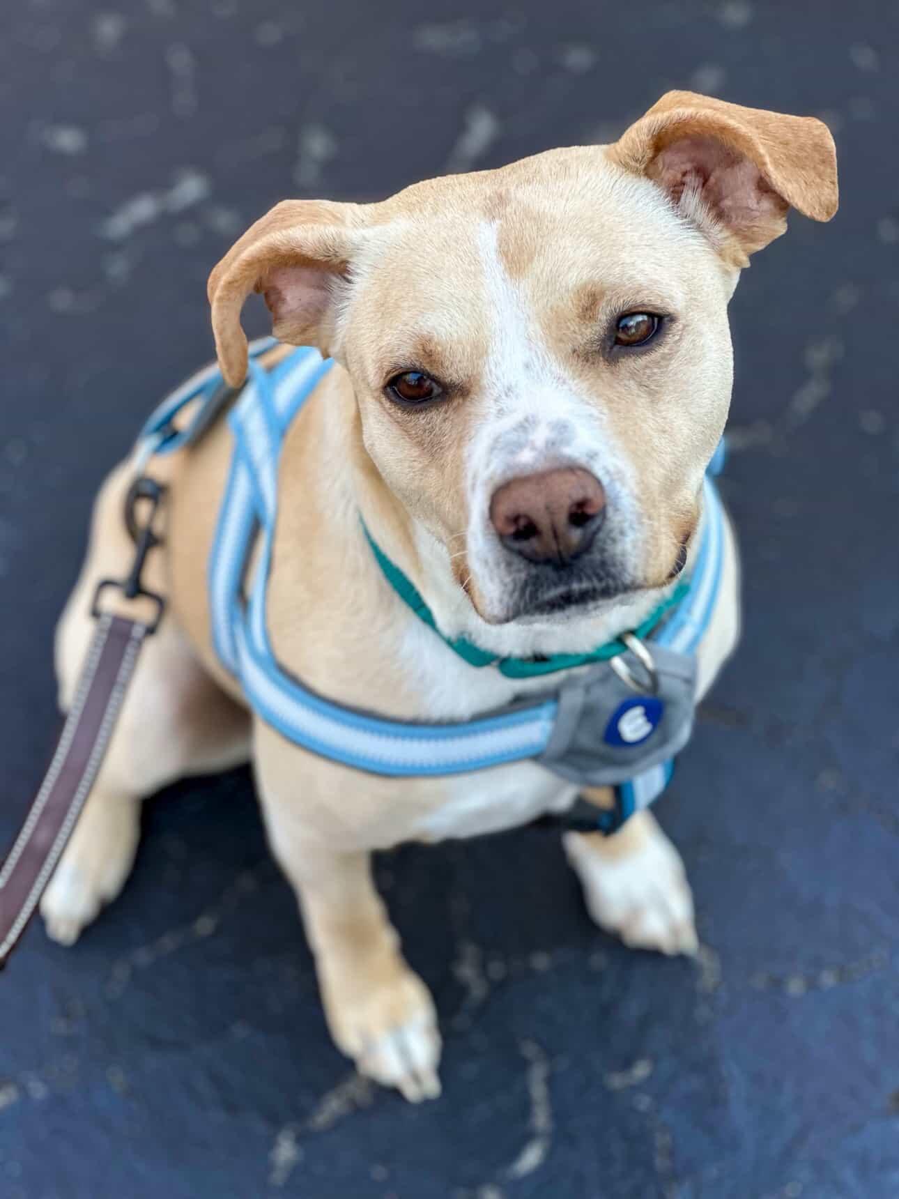 Katie, ADOPTABLE, Adult Female American Staffordshire Terrier.