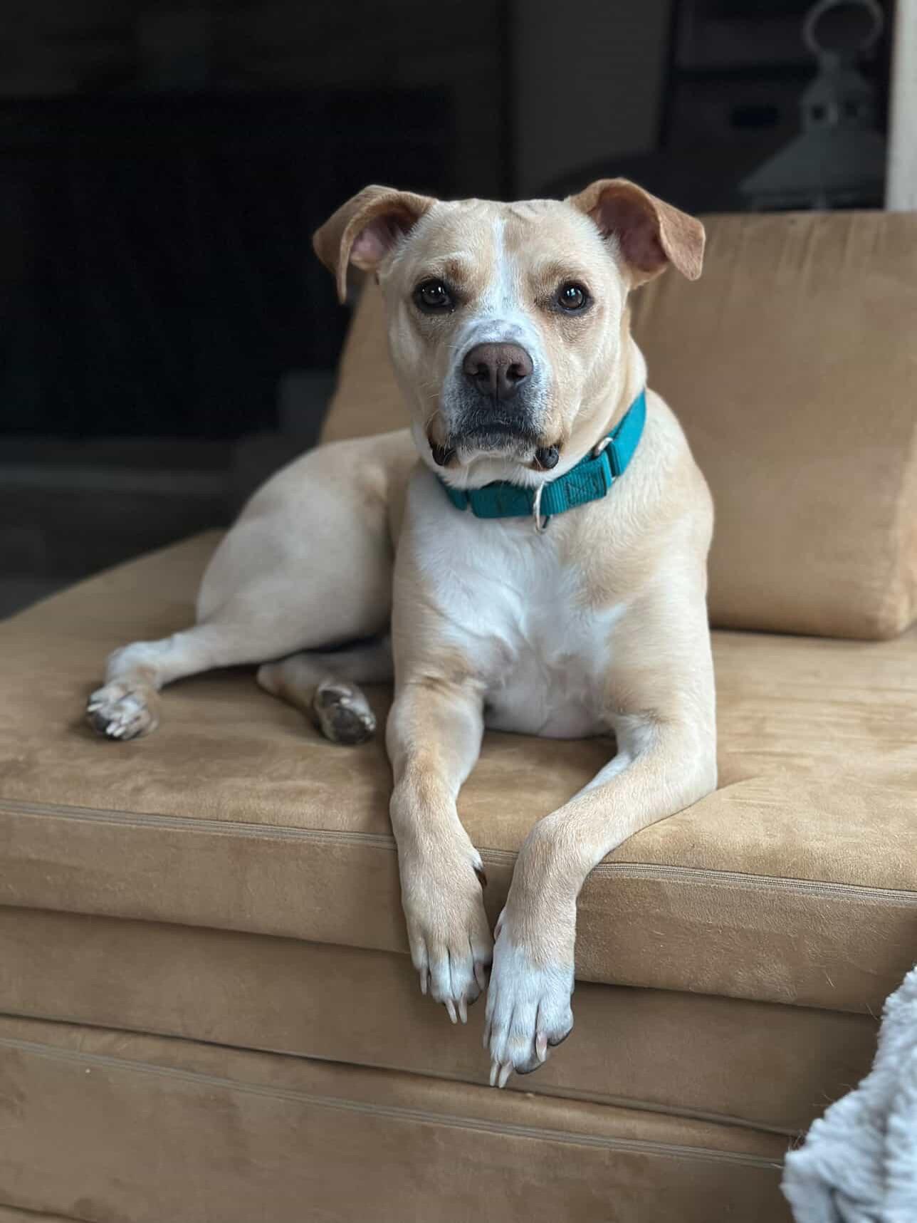 Enlarge Katie, a ADOPTABLE American Staffordshire Terrier in Salem, NH image 3/5