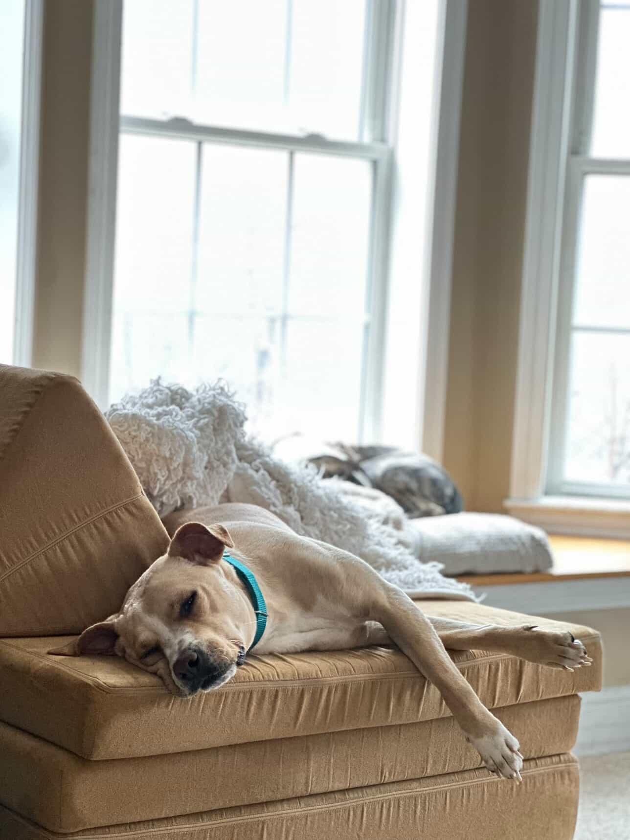 Enlarge Katie, a ADOPTABLE American Staffordshire Terrier in Salem, NH image 5/5