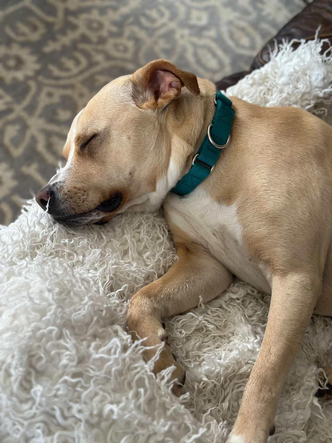 Enlarge Katie, a ADOPTABLE American Staffordshire Terrier in Salem, NH image 4/5