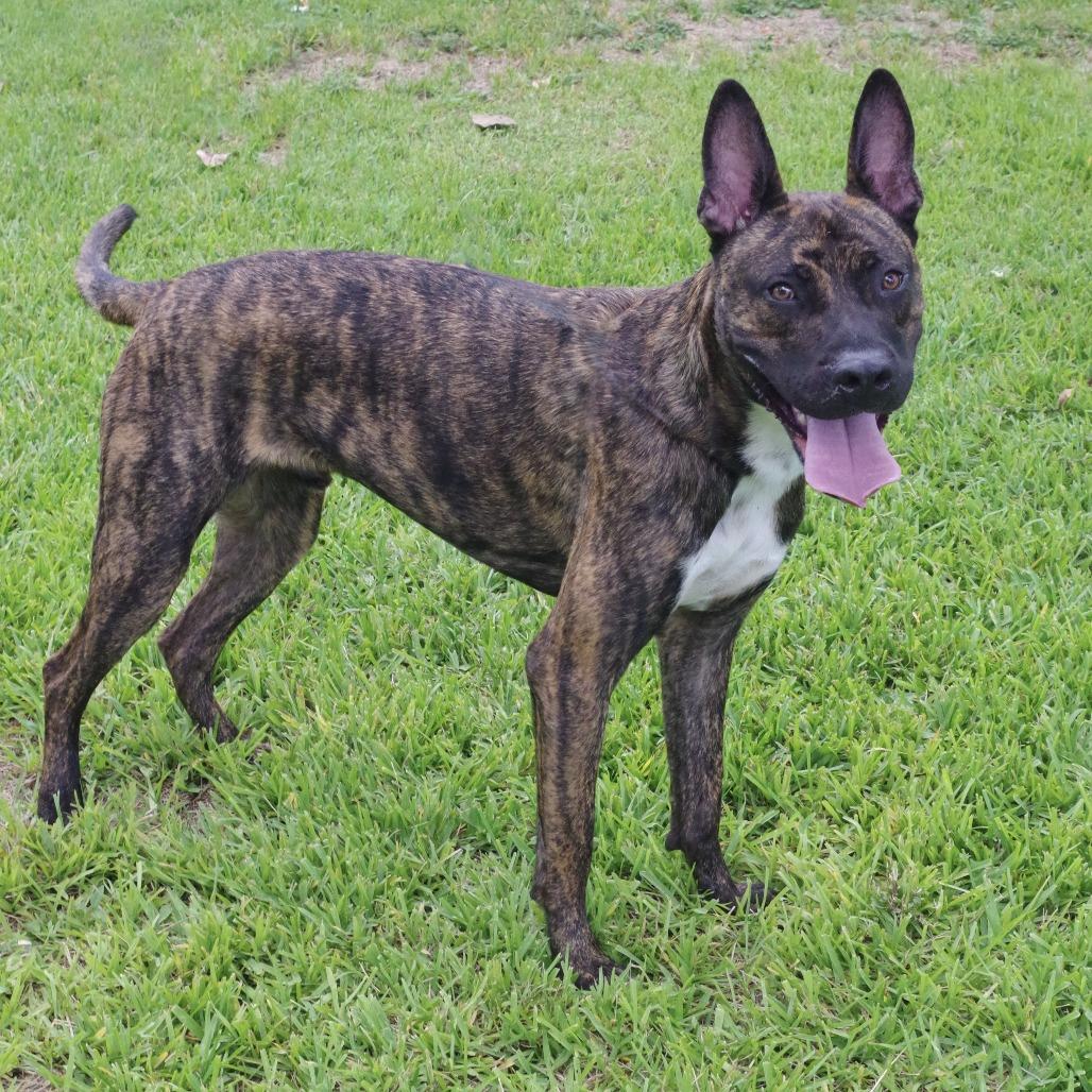 Chong, Adoptable, Adult Male Mixed Breed.