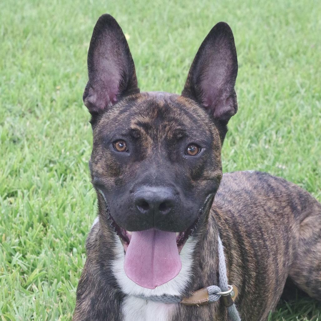 Enlarge Chong, a Adoptable Mixed Breed in Miami, FL image 2/6