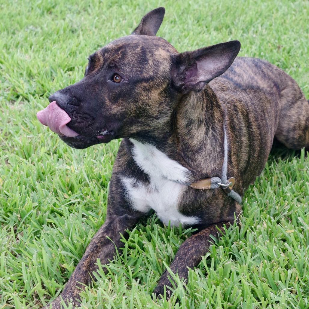 Enlarge Chong, a Adoptable Mixed Breed in Miami, FL image 3/6