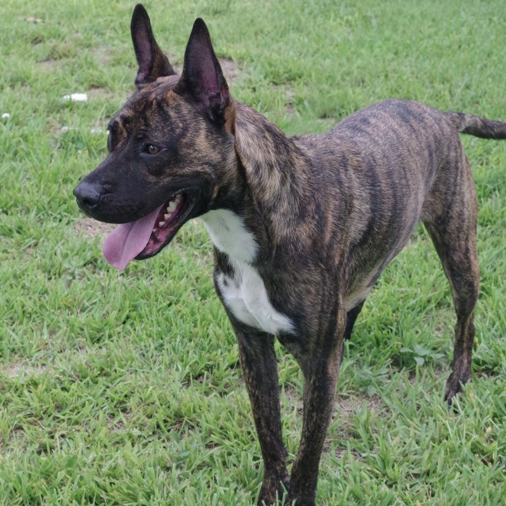 Enlarge Chong, a Adoptable Mixed Breed in Miami, FL image 4/6