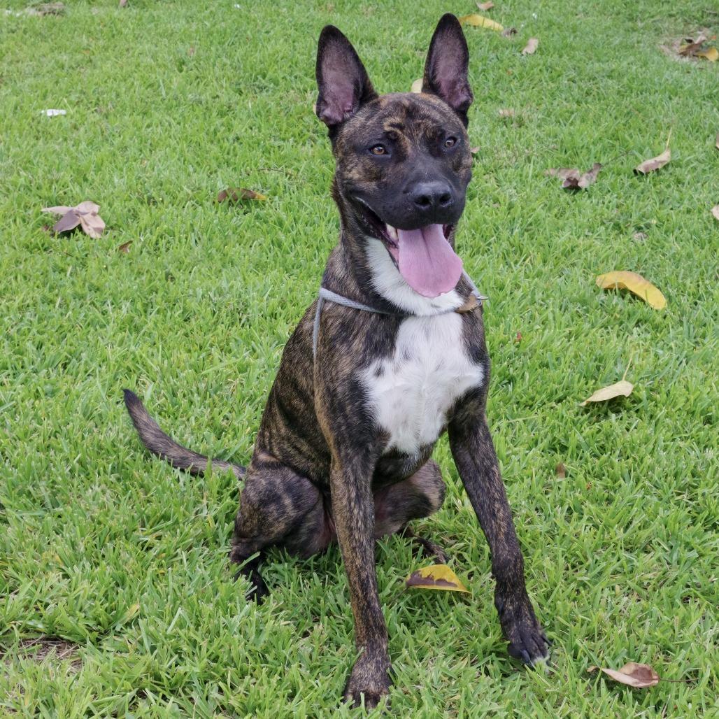 Enlarge Chong, a Adoptable Mixed Breed in Miami, FL image 5/6
