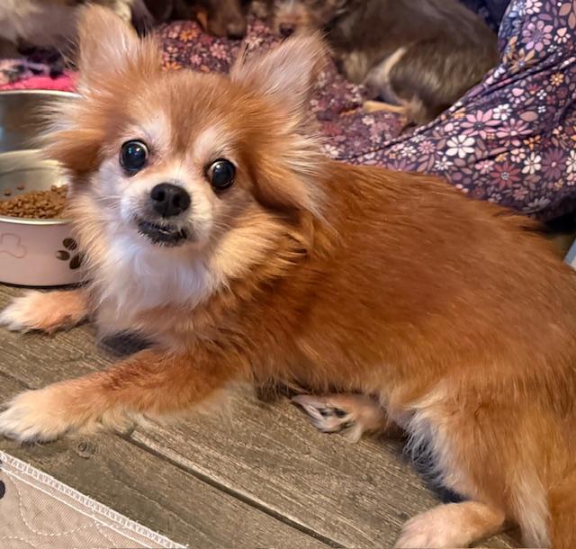 Ruby, ADOPTABLE, Adult Female Pomeranian & Chihuahua.