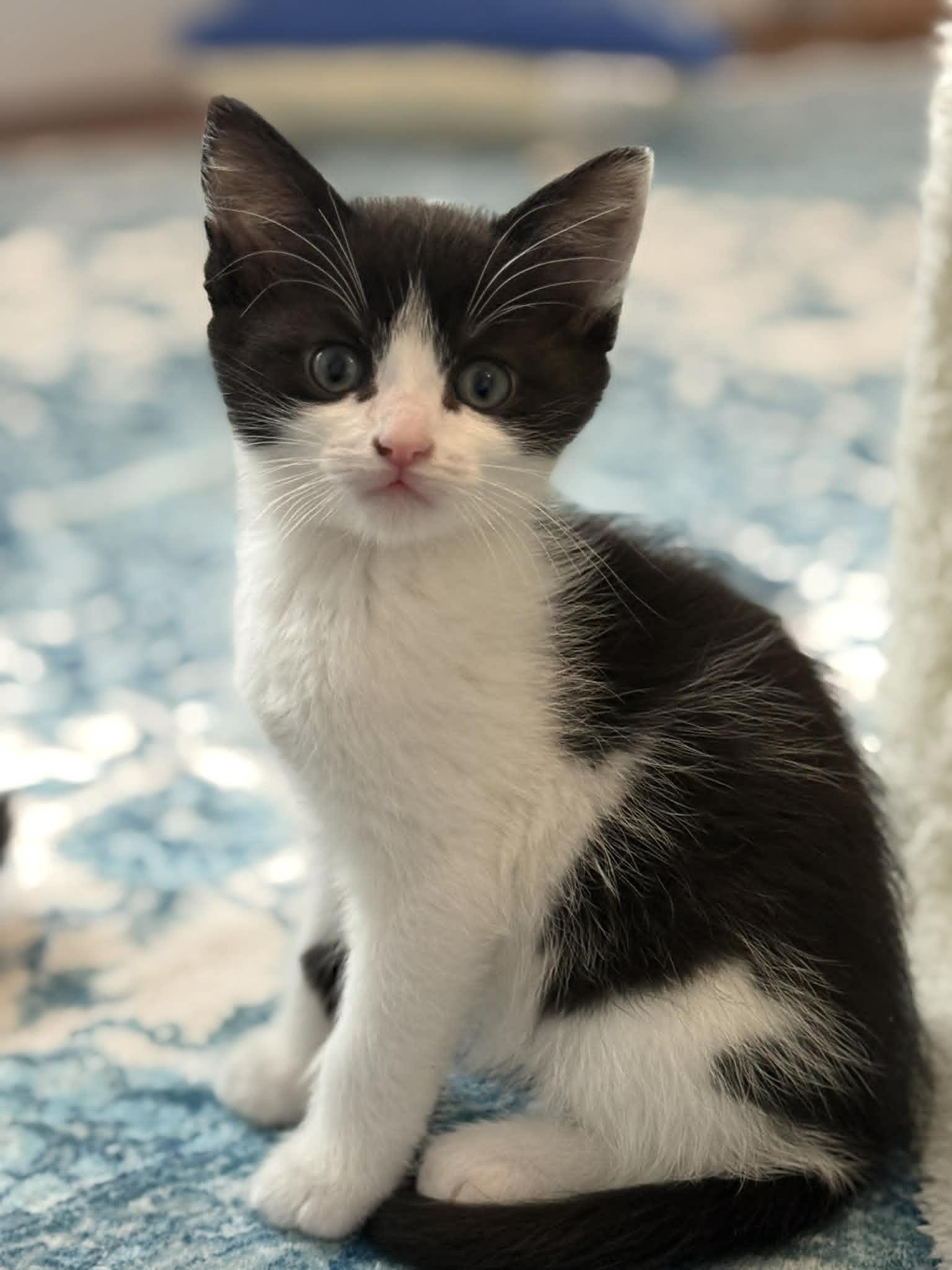 Desi, an adopted Domestic Short Hair in Hull, MA image 1/3