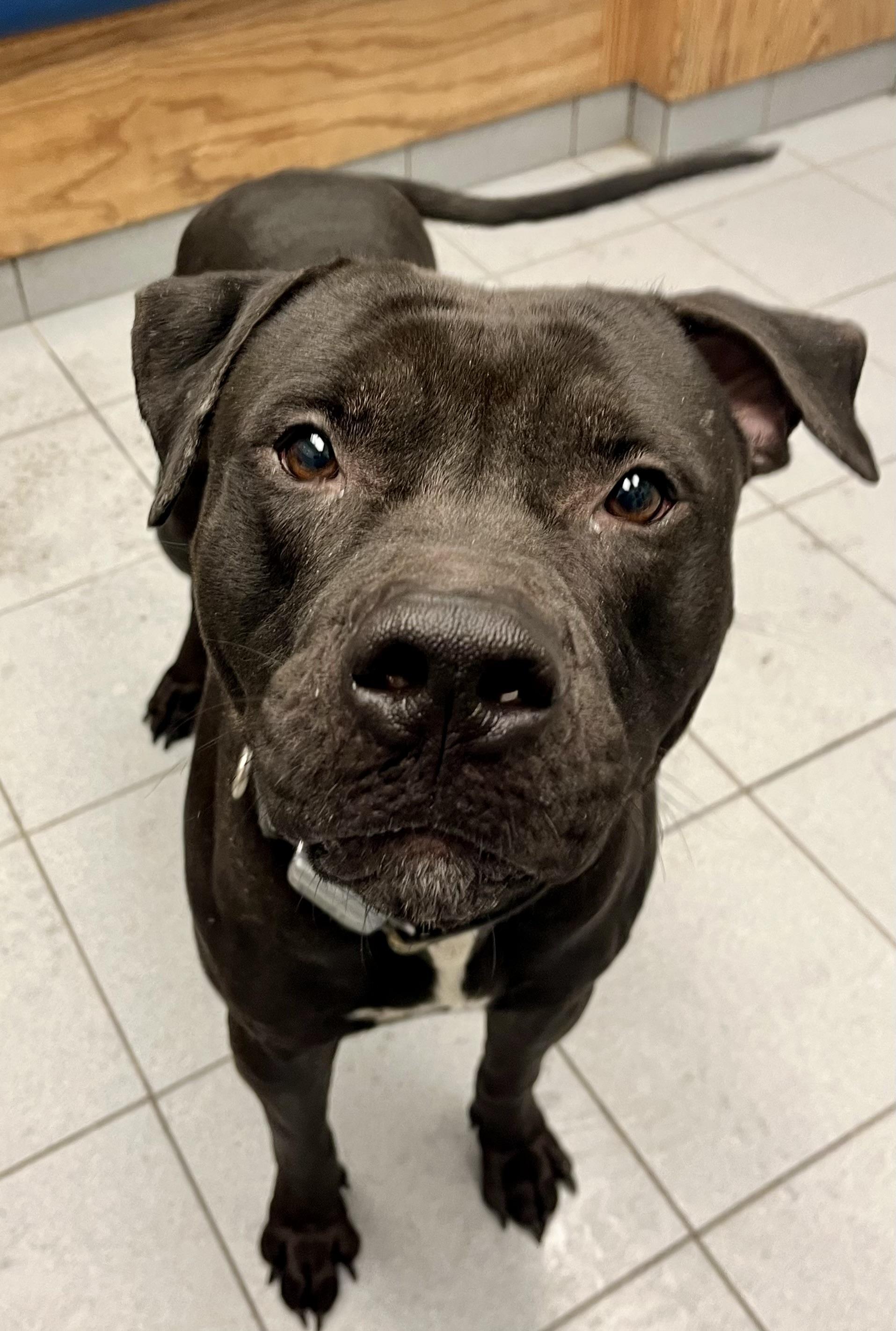 Enlarge Batman, a ADOPTABLE mixed breed in Buffalo, NY image 1/5