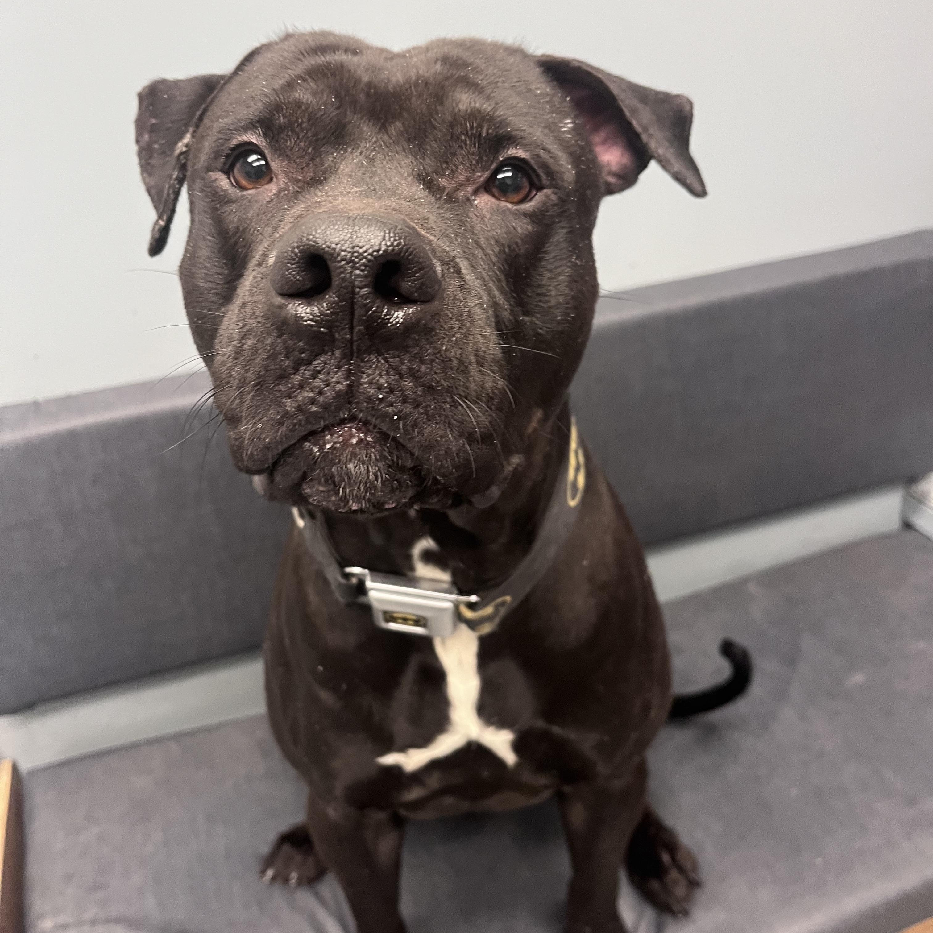 Enlarge Batman, an adopted mixed breed in Buffalo, NY image 6/6