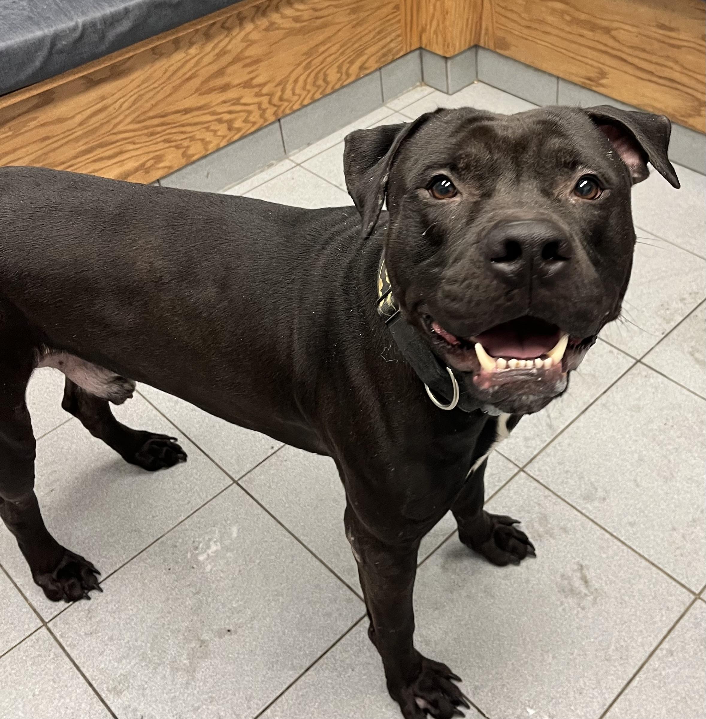 Batman, ADOPTABLE, Young Male Pit Bull Terrier & Black Labrador Retriever.