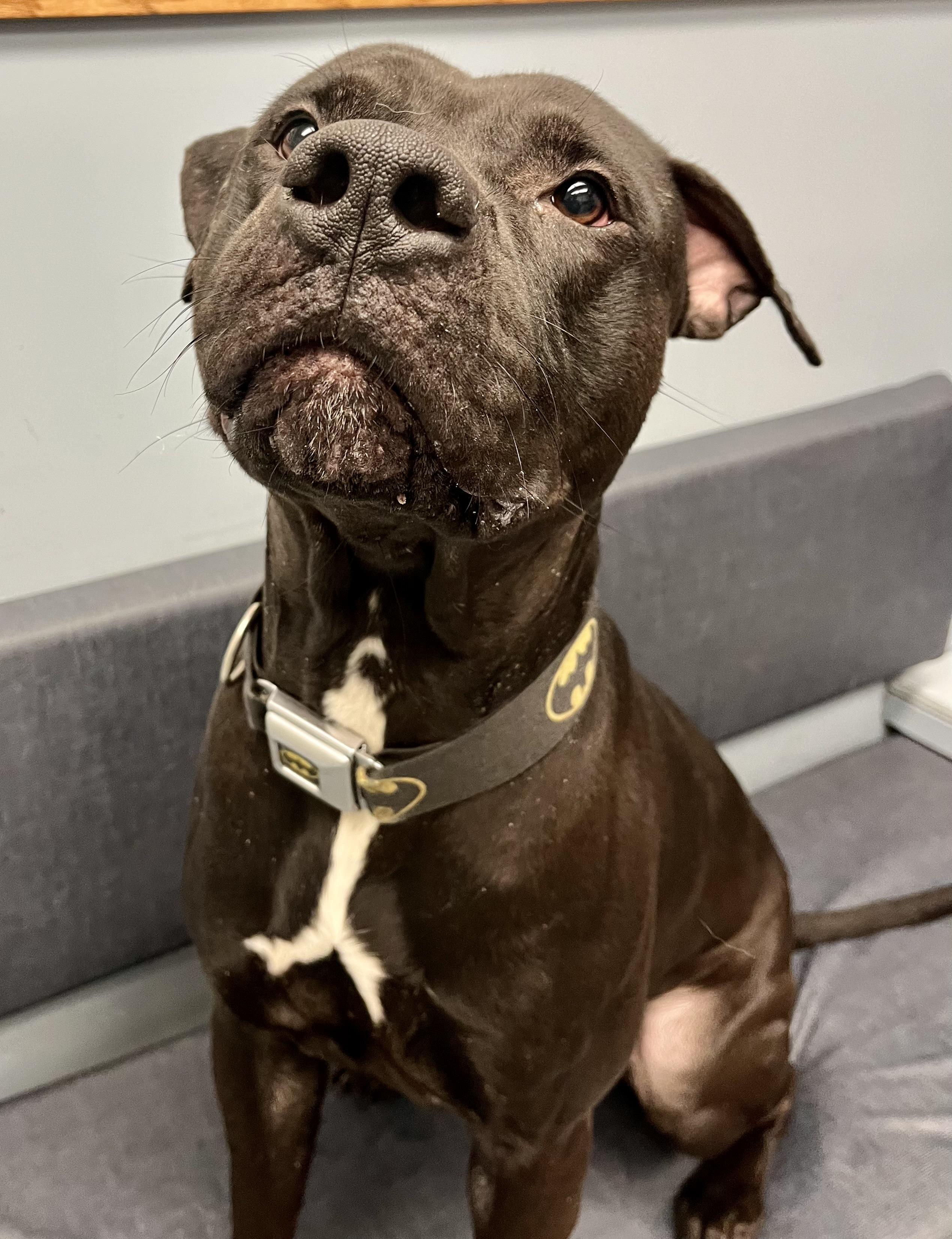 Enlarge Batman, a ADOPTABLE mixed breed in Buffalo, NY image 3/5