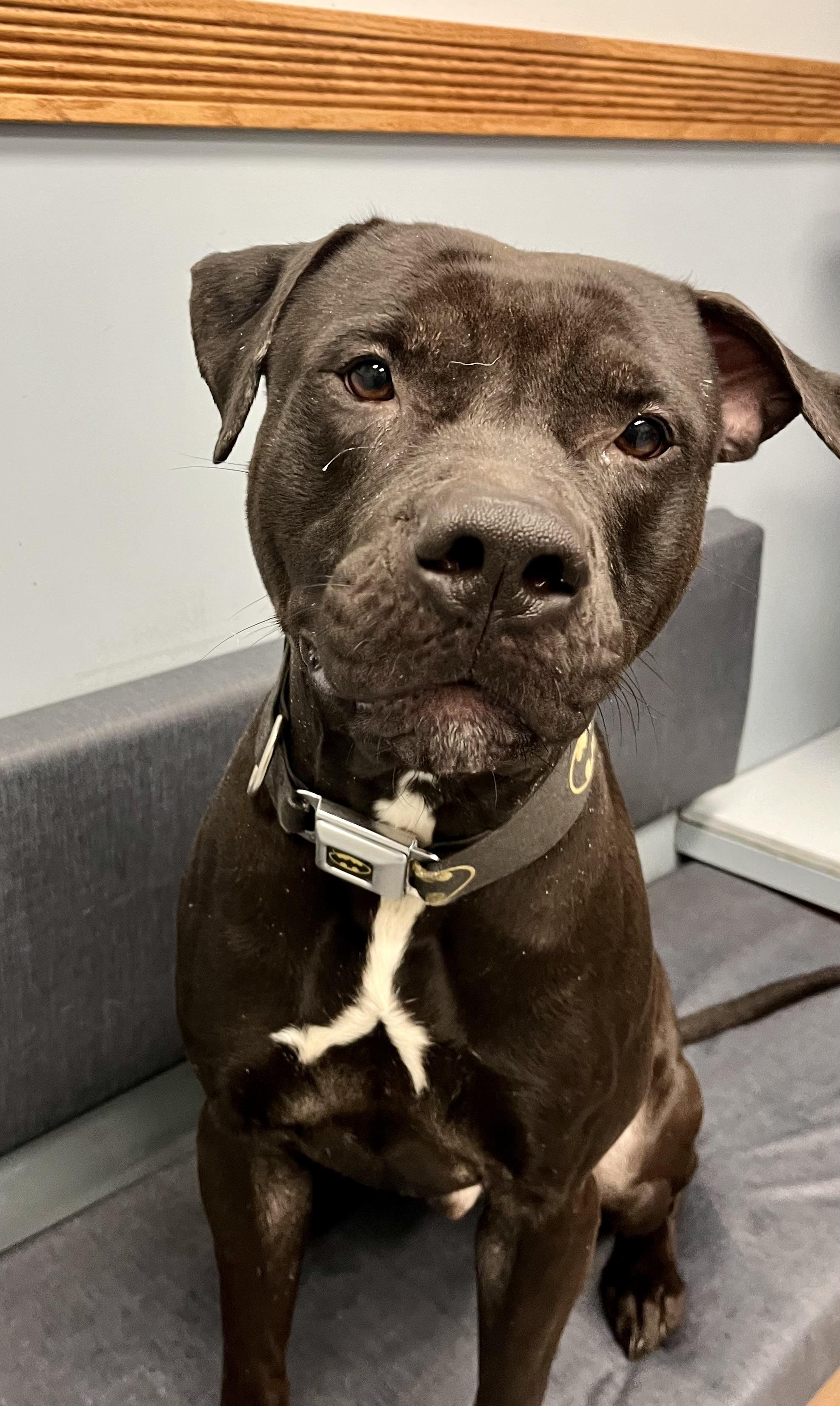 Enlarge Batman, a ADOPTABLE mixed breed in Buffalo, NY image 4/5