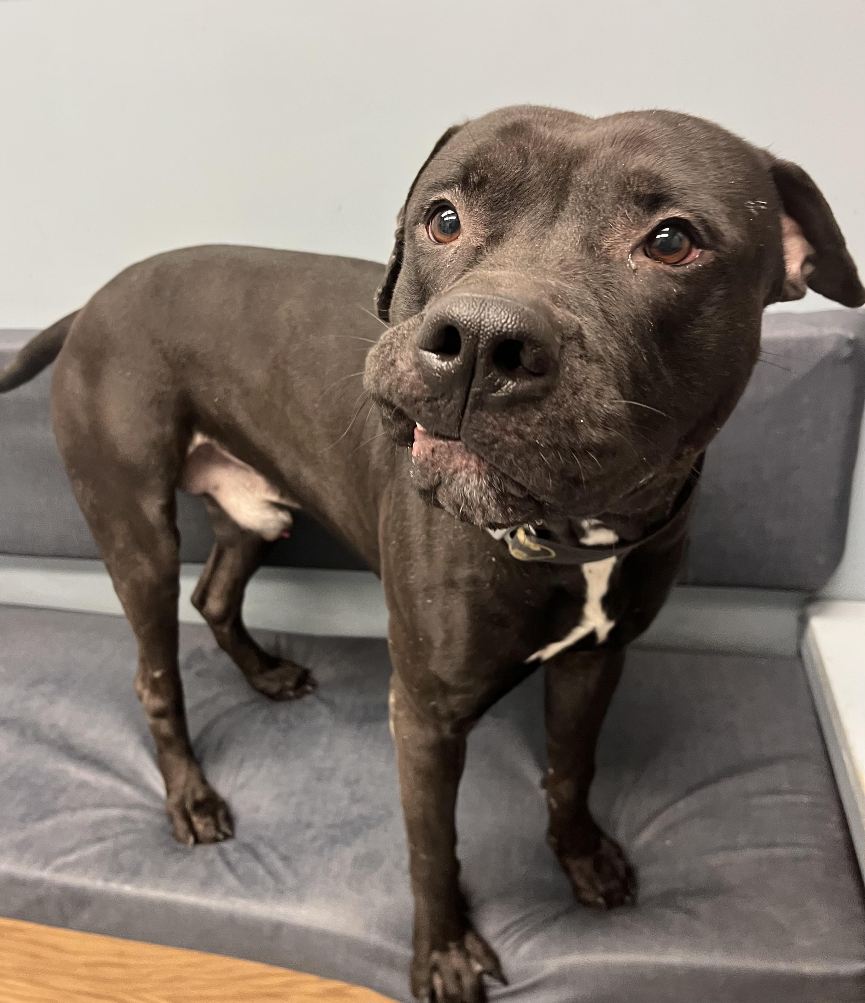 Enlarge Batman, a ADOPTABLE mixed breed in Buffalo, NY image 5/5