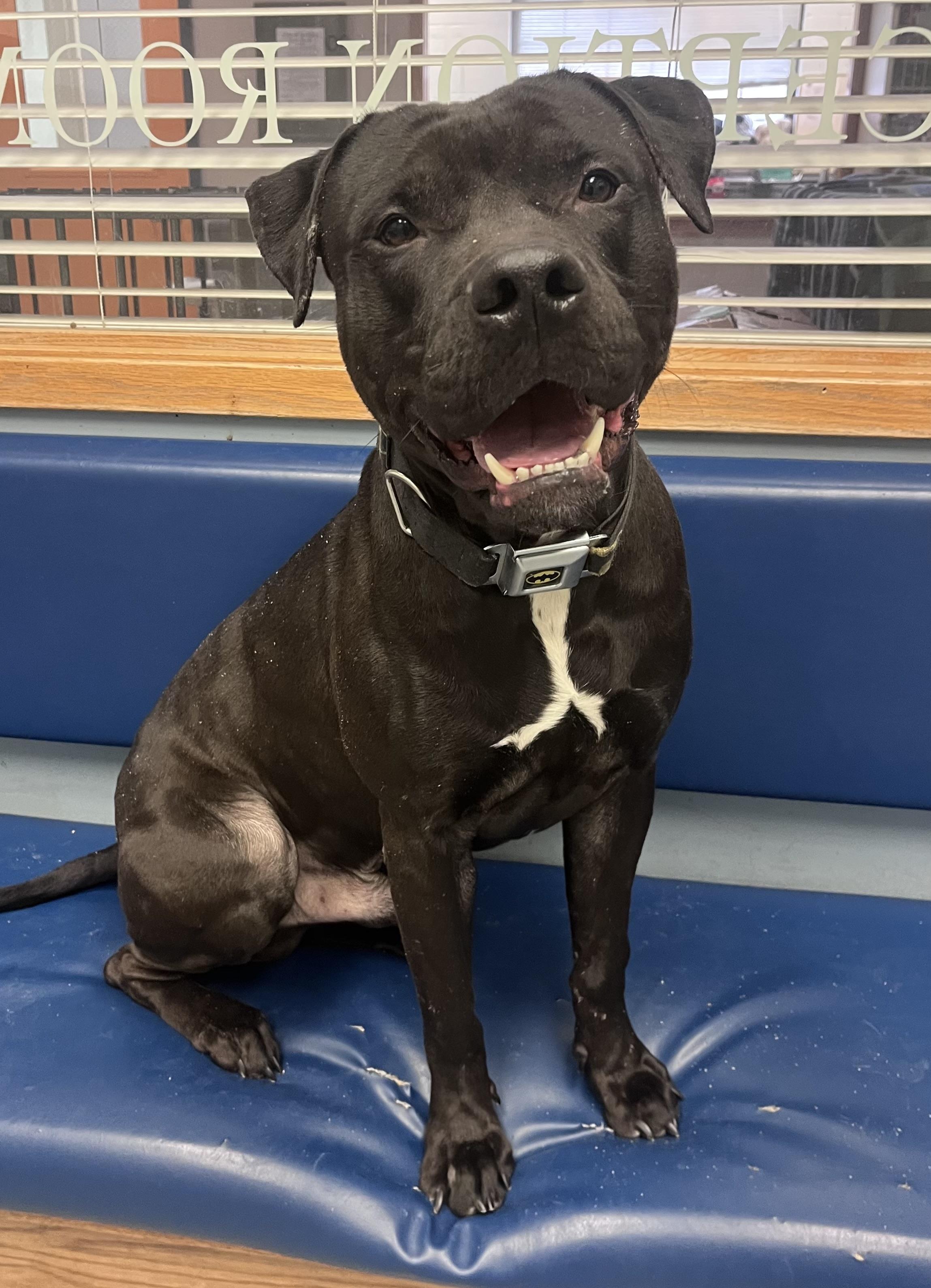Batman, ADOPTABLE, Young Male Pit Bull Terrier & Black Labrador Retriever.