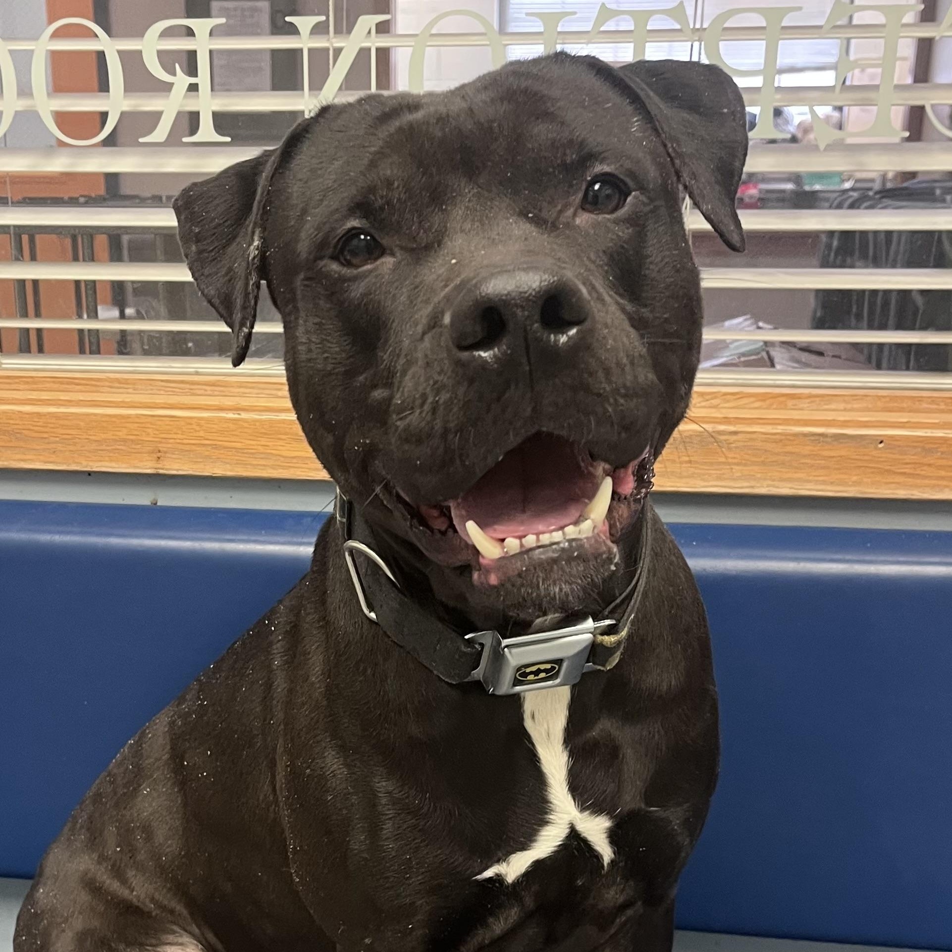 Enlarge Batman, an adopted mixed breed in Buffalo, NY image 1/6